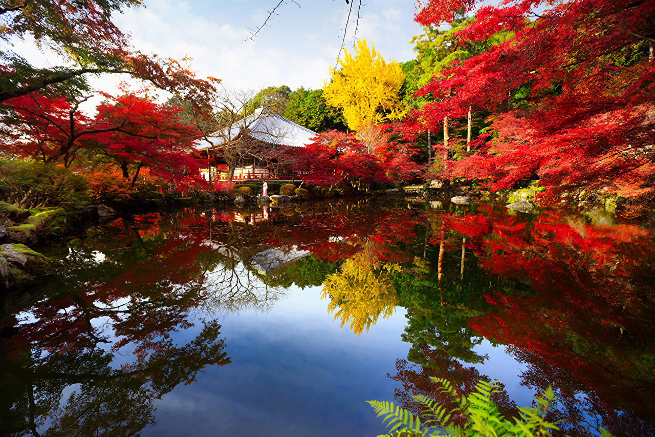 Wallpaper Kyoto Japan Autumn Nature Pond park Trees