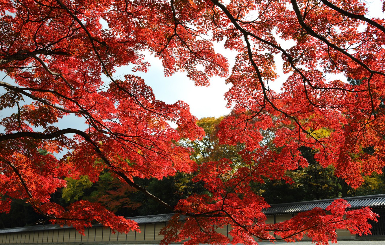 Wallpaper autumn, leaves, trees, Park, Japan, garden, red, maple, Kyoto image for desktop, section природа