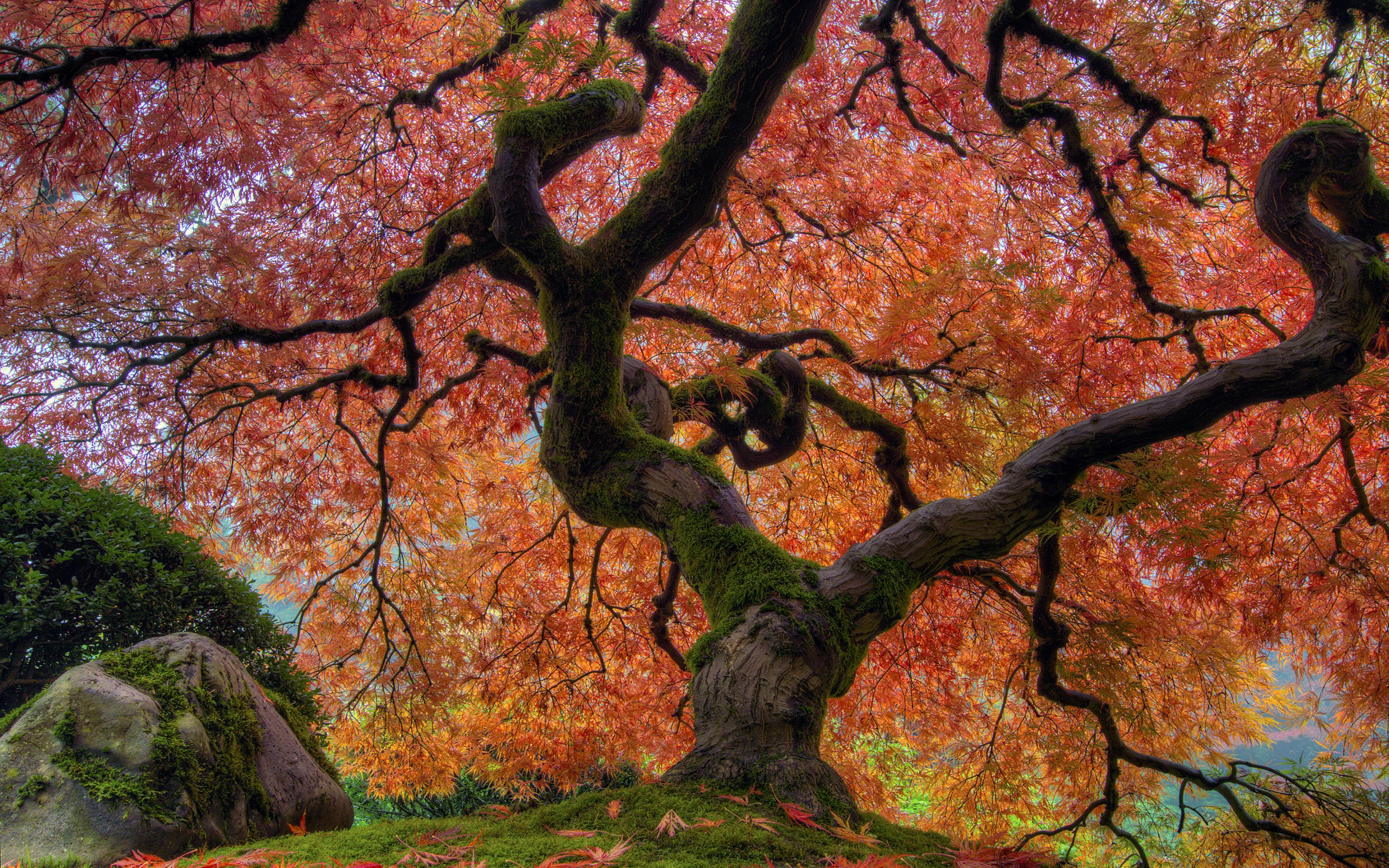 HD wallpaper: Japanese Garden In Autumn Japanese Maple Tree At Portland Desktop Wallpaper HD For Mobile Phones And Laptops 38. Arvore japonesa, Plantas, Japonesas