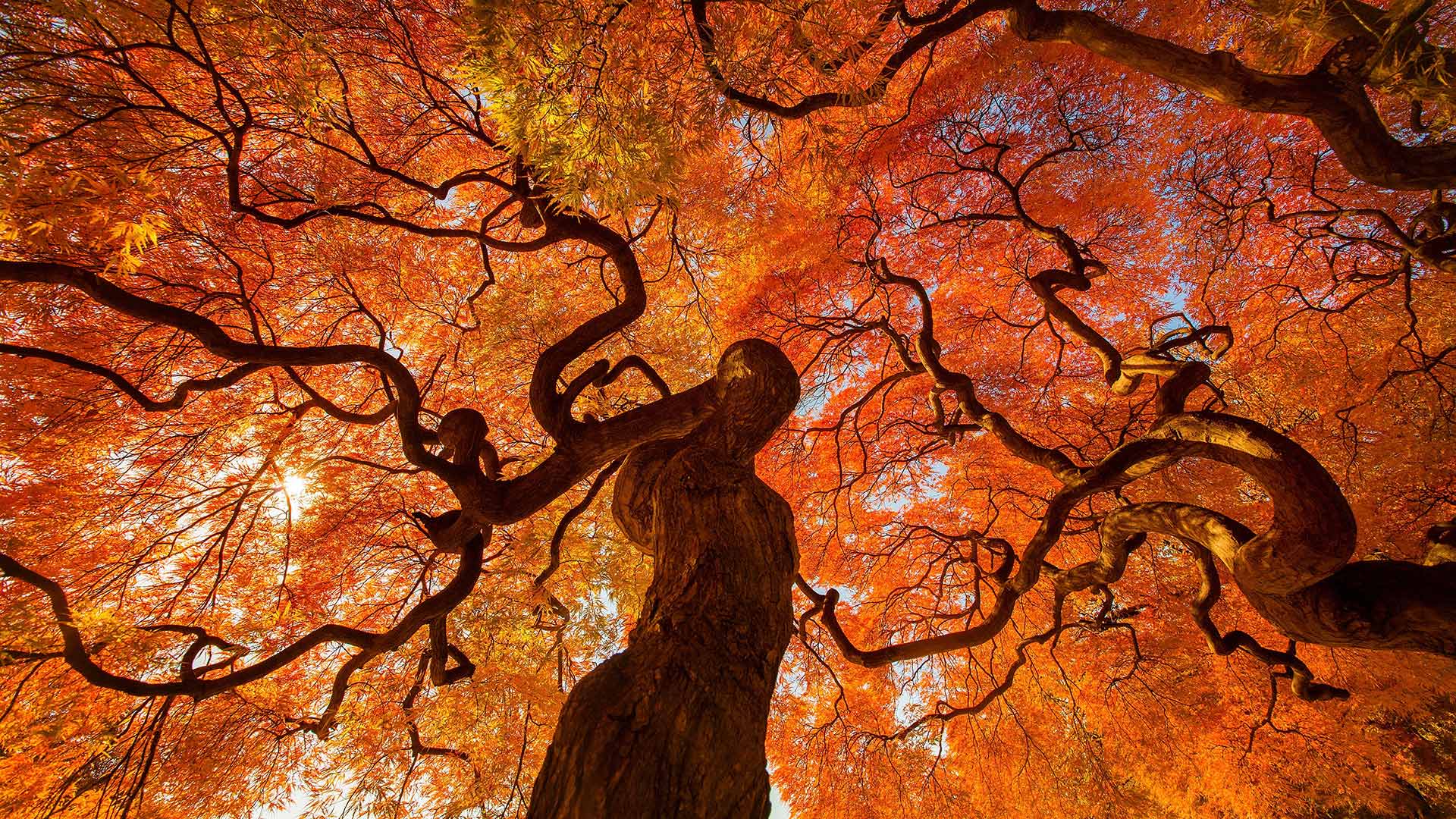 Autumn tree at Shinjuku Gyoen national park in Tokyo, Japan. Windows 10 Spotlight Image