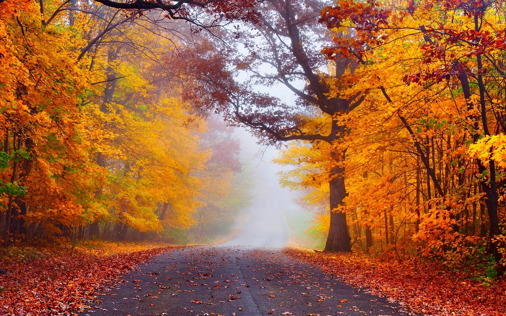 Autumn Nature Photography HD Wallpaper 08
