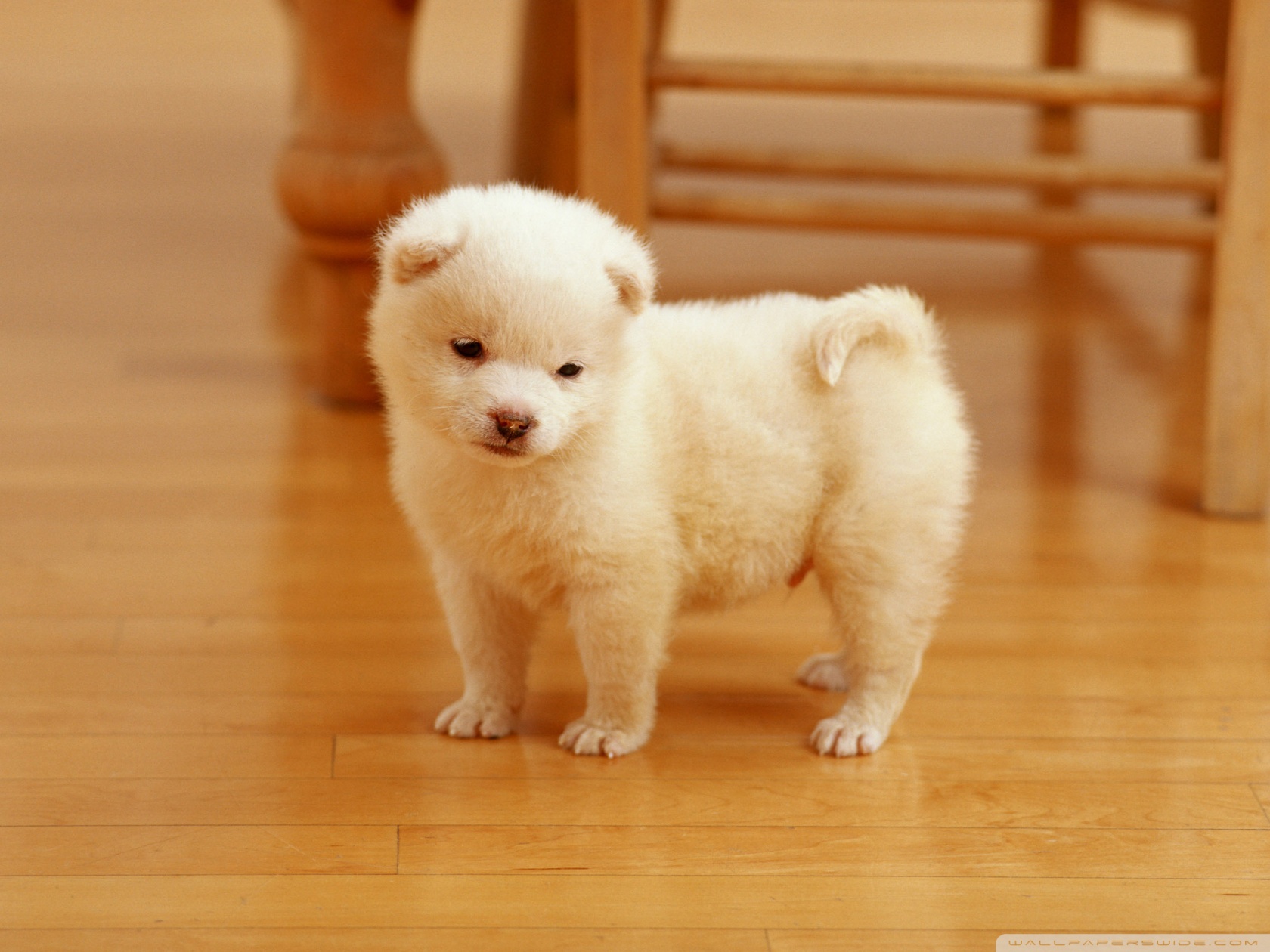 Cute Puppy Ultra HD Desktop Background Wallpaper for 4K UHD TV, Multi Display, Dual Monitor, Tablet