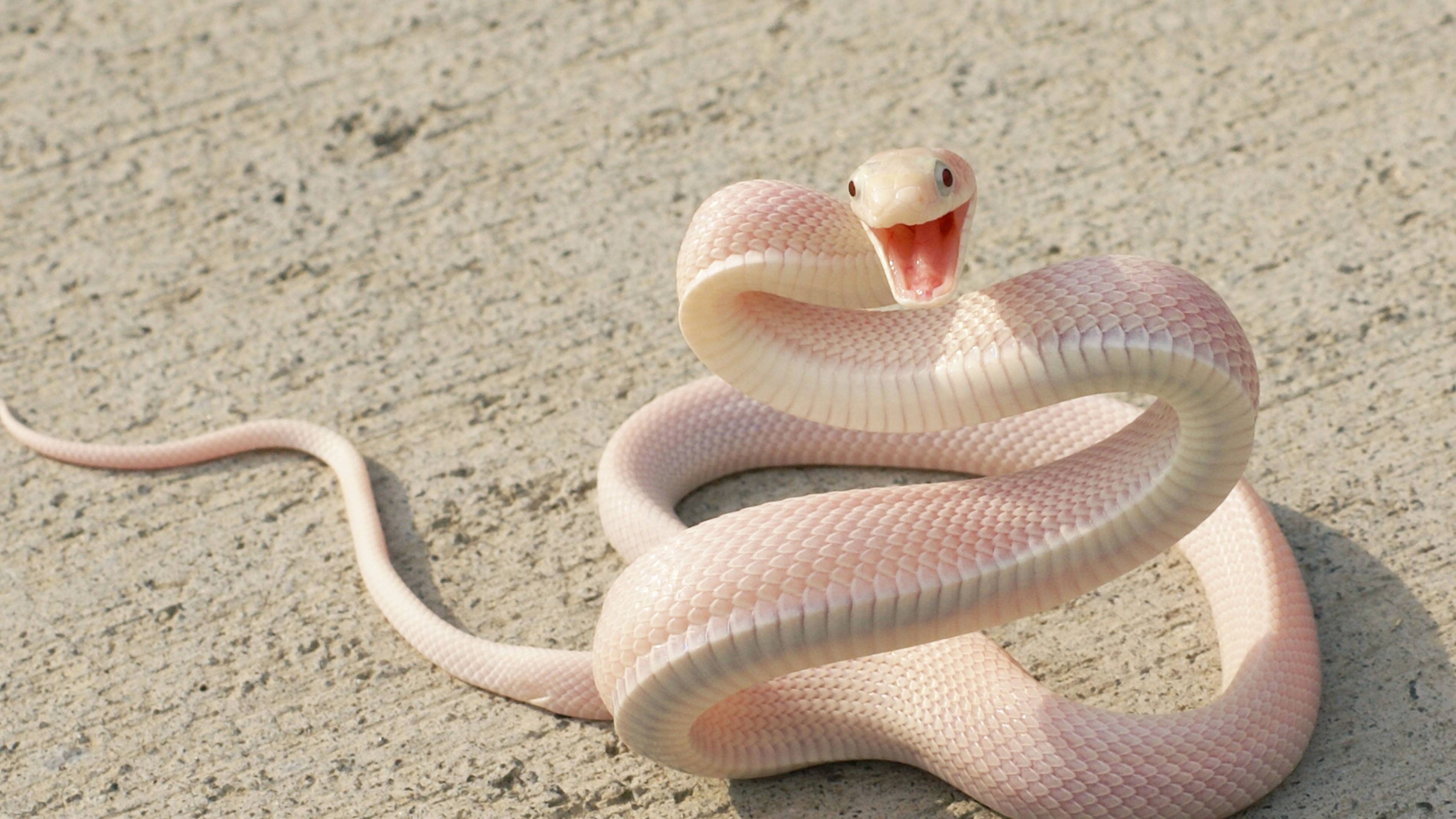 Wallpaper Snake, Pink Snake, asphalt, eyes, attack, Animals