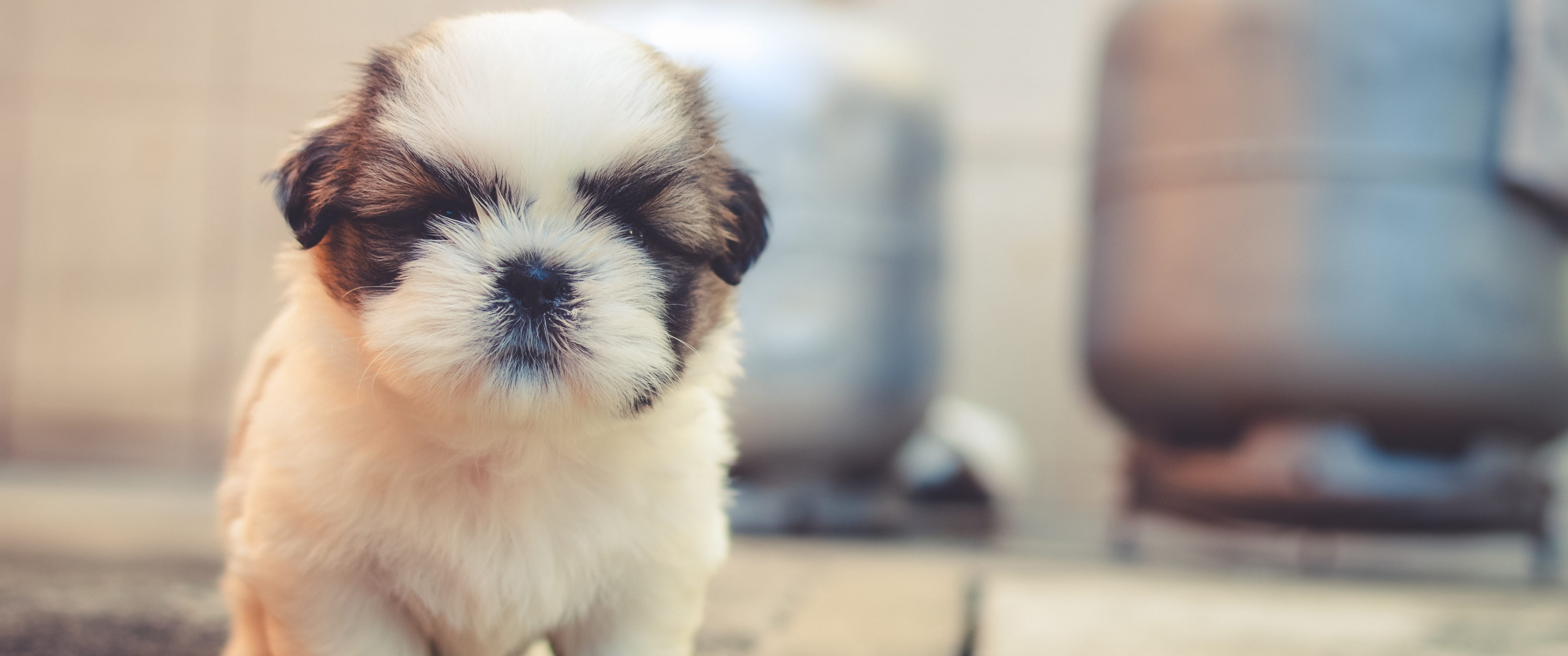 Cute puppies Wallpaper 4K, Saint Bernard, Cute dog, Adorable, Fluffy dog, Animals