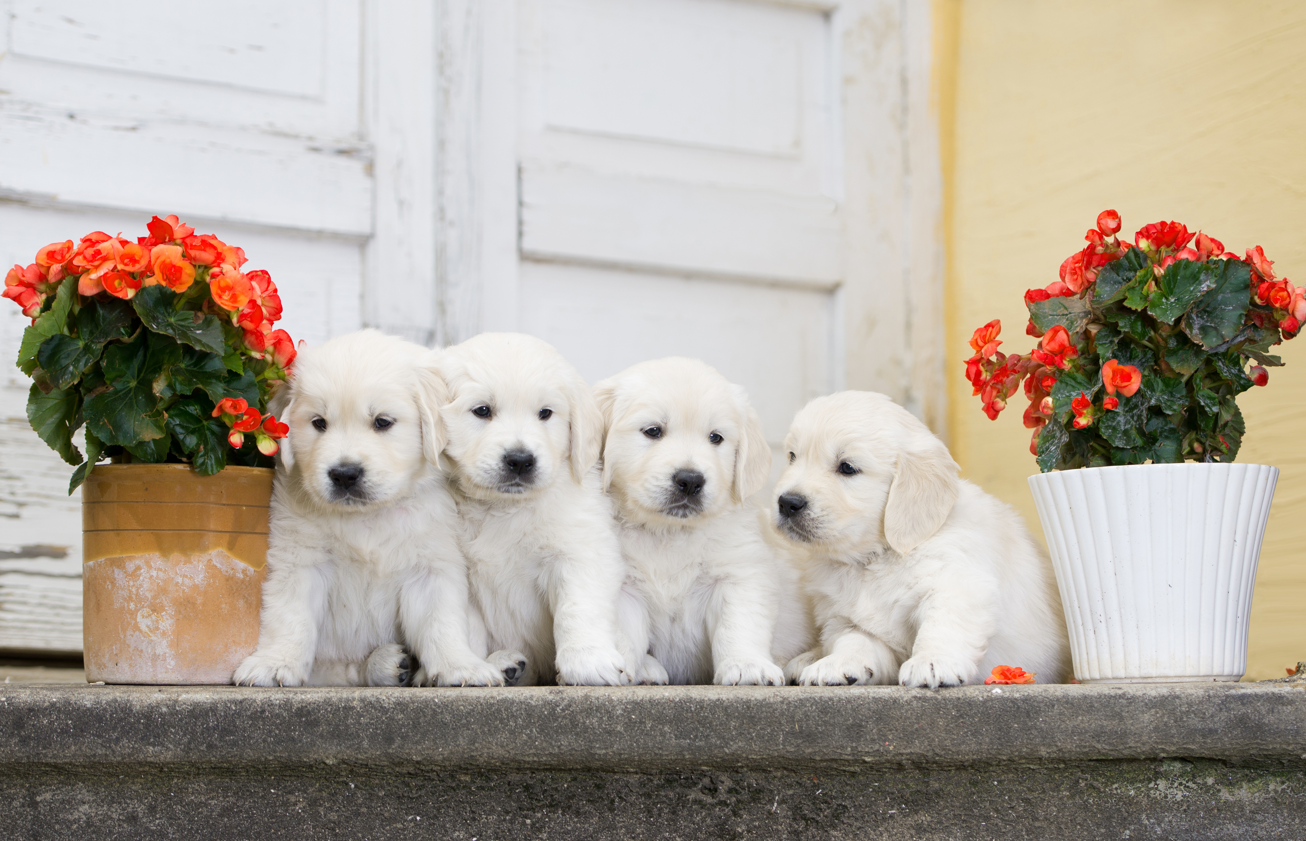 Cute Little Puppies with Flowers Background​-Quality Free Image and Transparent PNG Clipart
