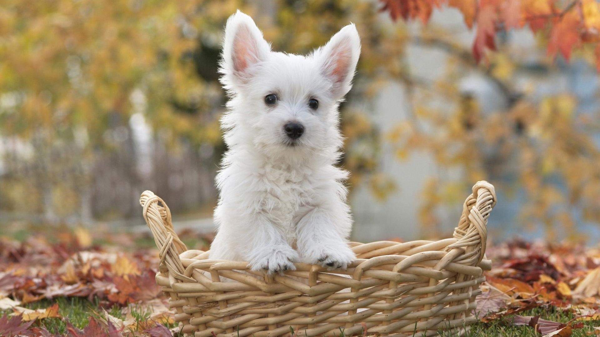 Desktop Wallpaper Cute Little White Dog Puppy, HD Image, Picture, Background, Wwr2ld