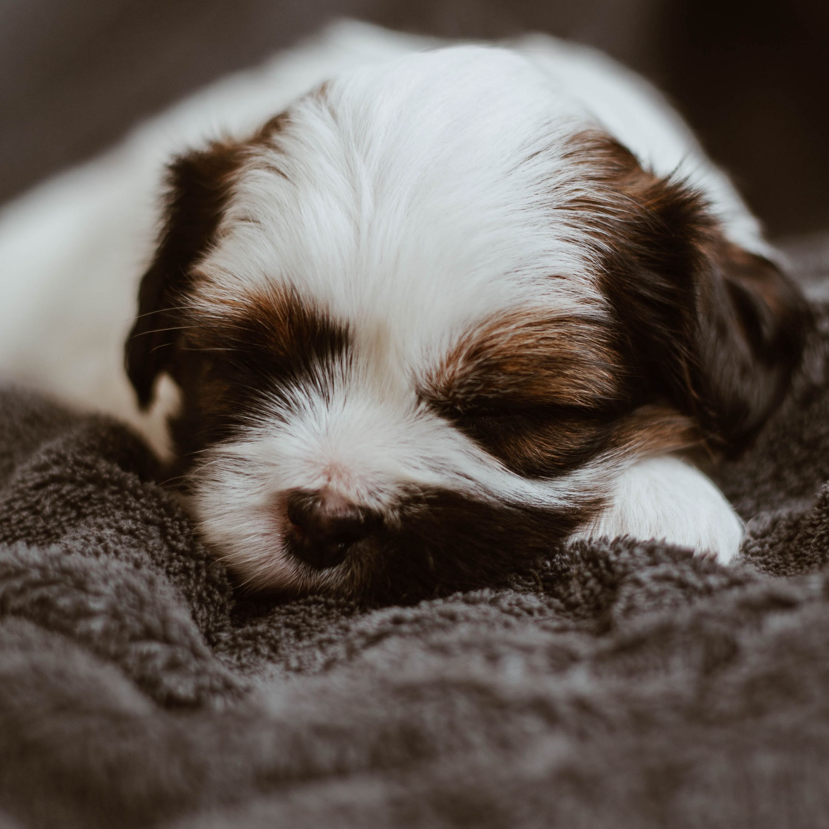 Download wallpaper 2780x2780 puppy, dog, cute, small, sleep ipad air, ipad air 2, ipad 3, ipad 4, ipad mini 2, ipad mini 3, ipad mini 4, ipad pro 9.7 for parallax HD background
