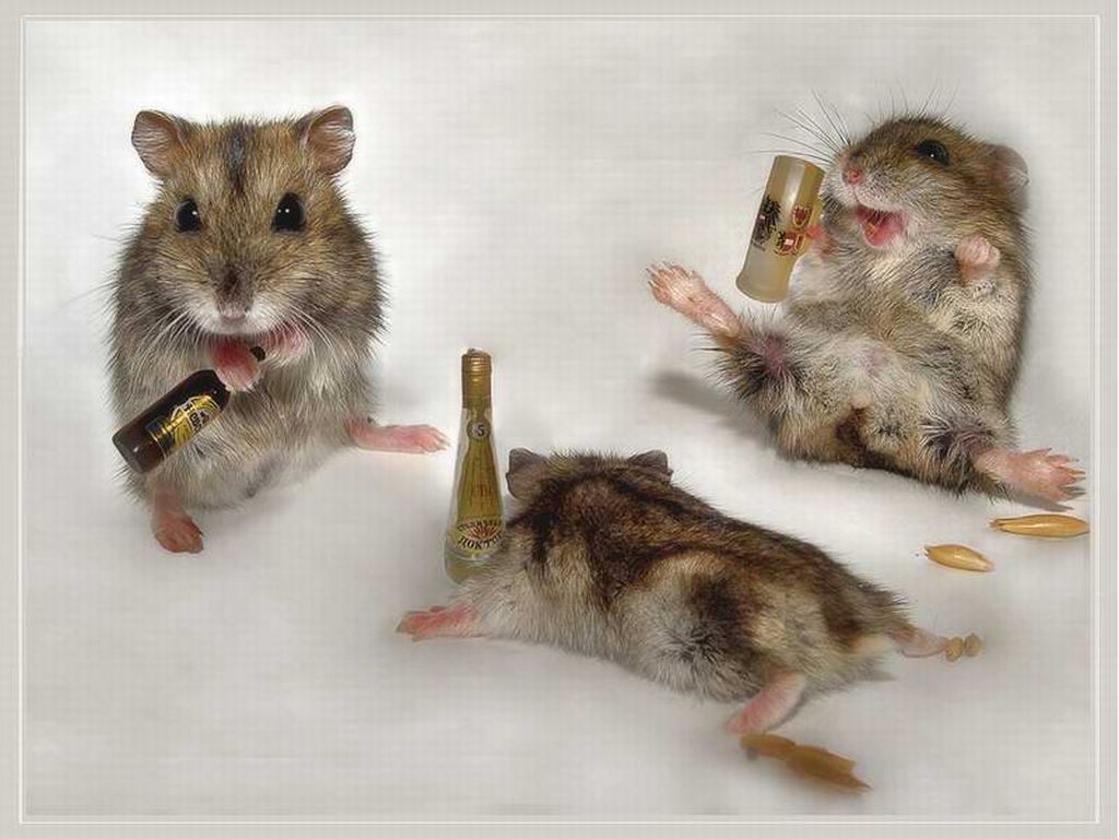 Drunk Mice Humor Wallpaper