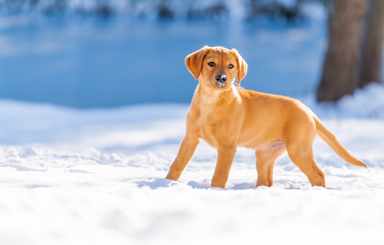 Wallpaper winter, snow, dog, puppy, Labrador Retriever image for desktop, section собаки