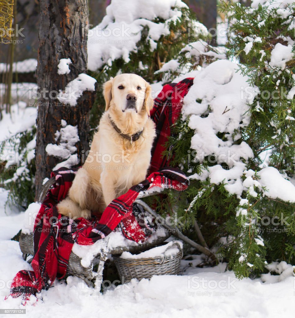 Adorable Golden Retriever Dog Sitting On Backyard Wicker Chair With Cozy Red Christmas Tartan Plaid Winter In Park Square Wallpaper Image Now