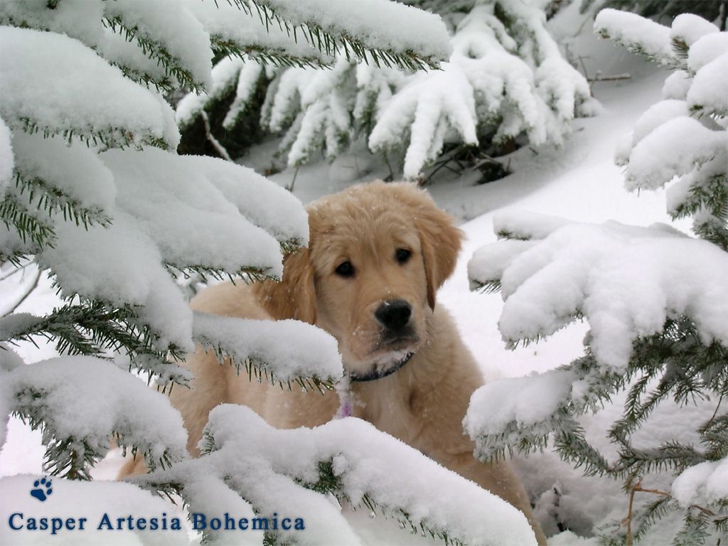 Winter Puppy Wallpaper