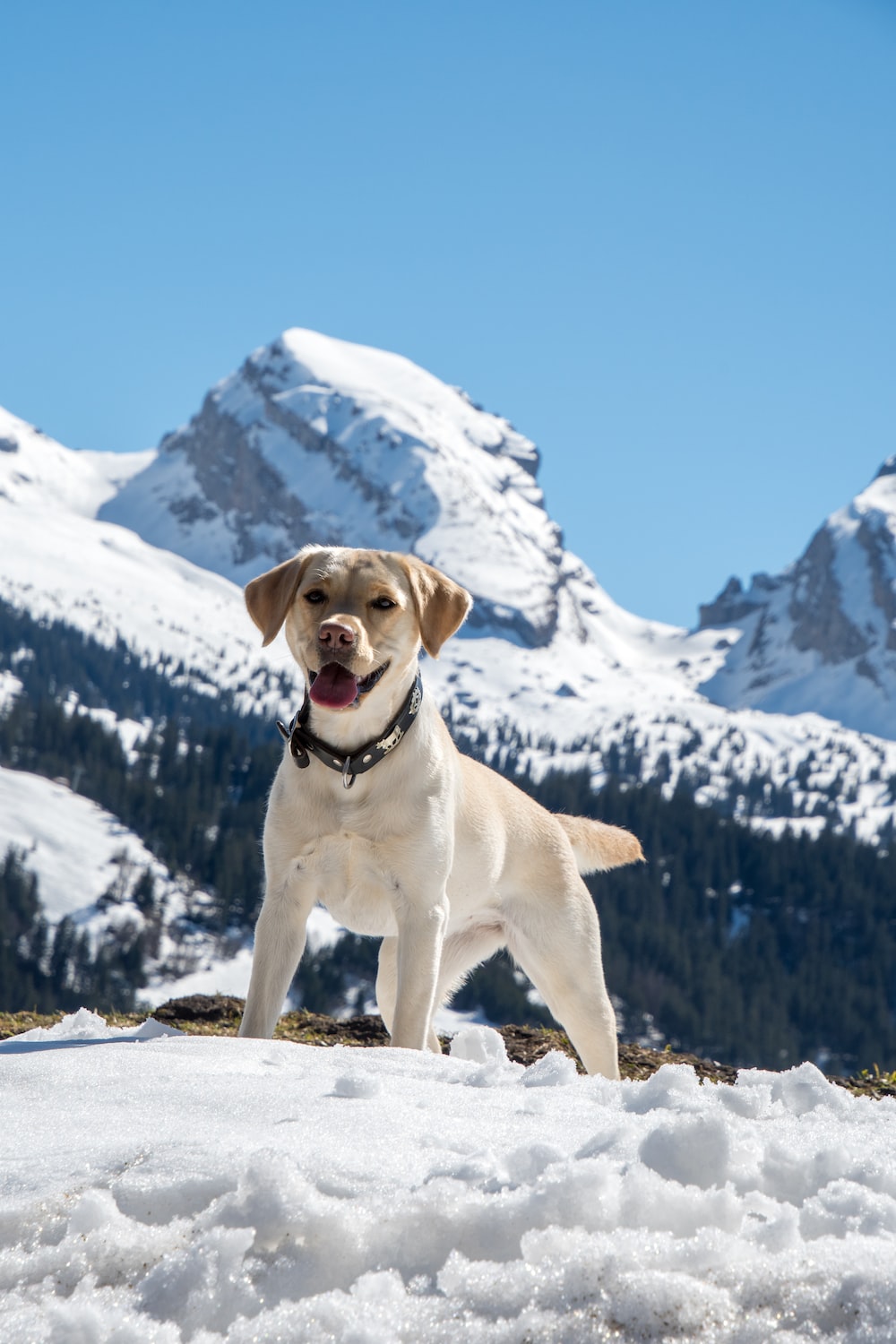 yellow labrador retriever on snow covered ground during daytime photo