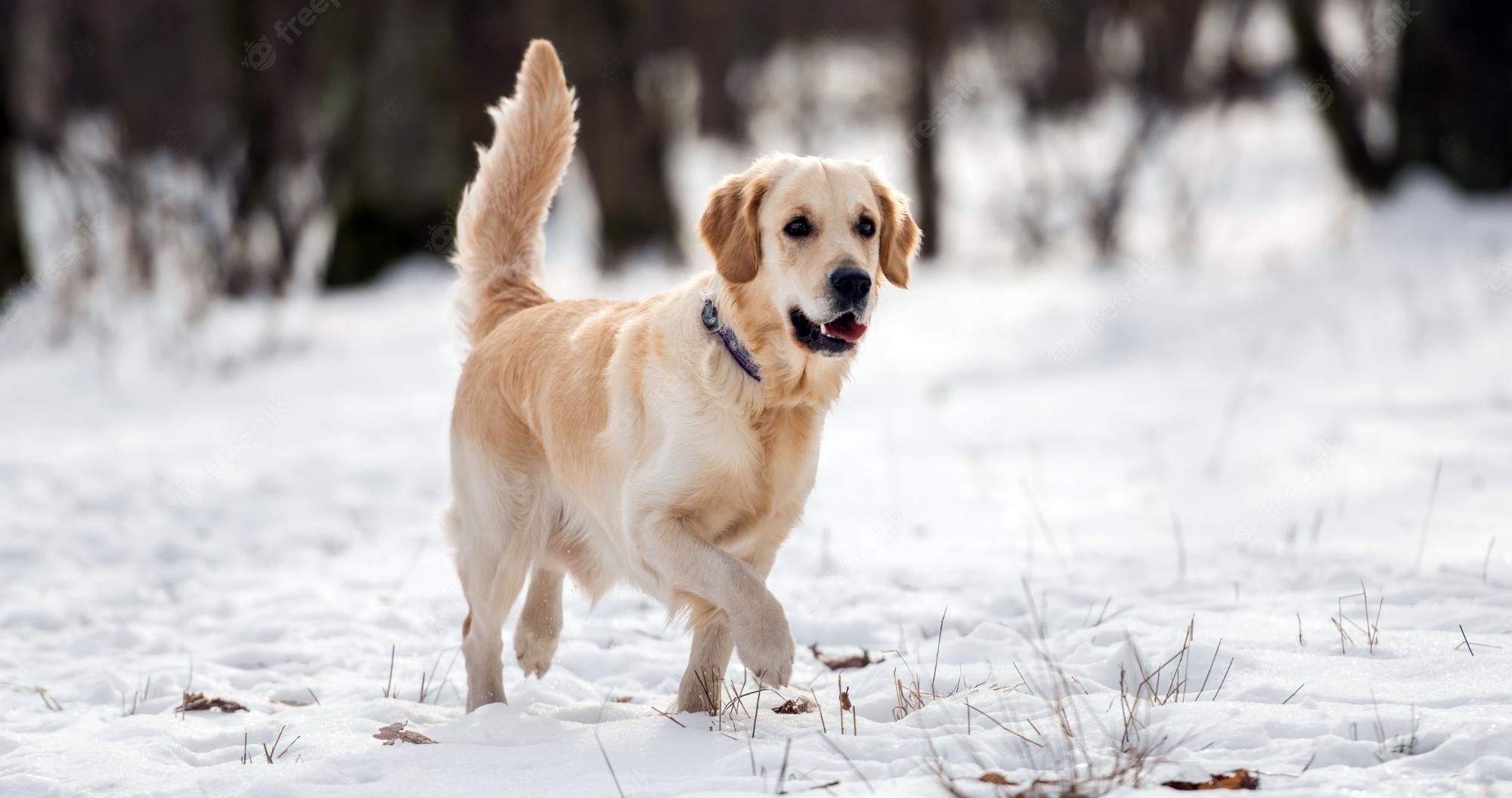Premium Photo. Golden retriever dog running and looks interested with tail up in the snow during winter walk