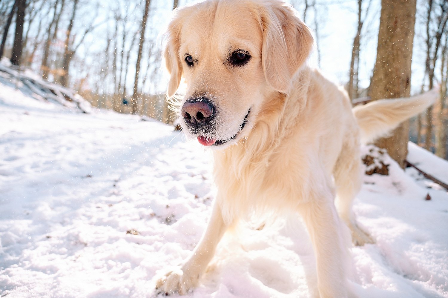 A Golden Retriever on a hiking trail: Winter