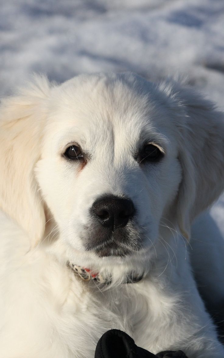 Wallpaper puppy white snow golden retriever winter. Golden retriever winter, Golden retriever, Puppies