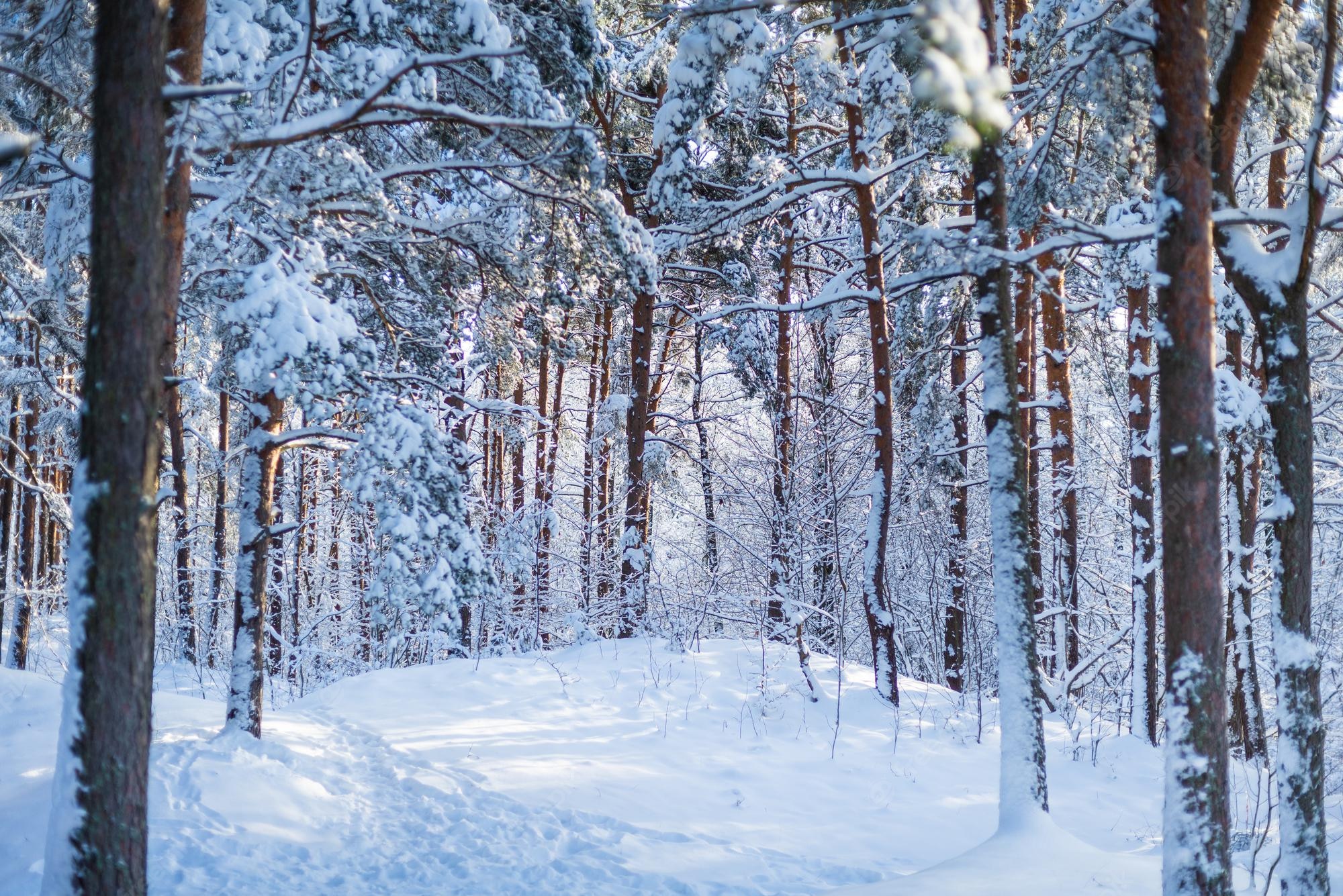Premium Photo. Beautiful view of snowy spruce on a winter day. fabulous nature wallpaper, christmas beauty