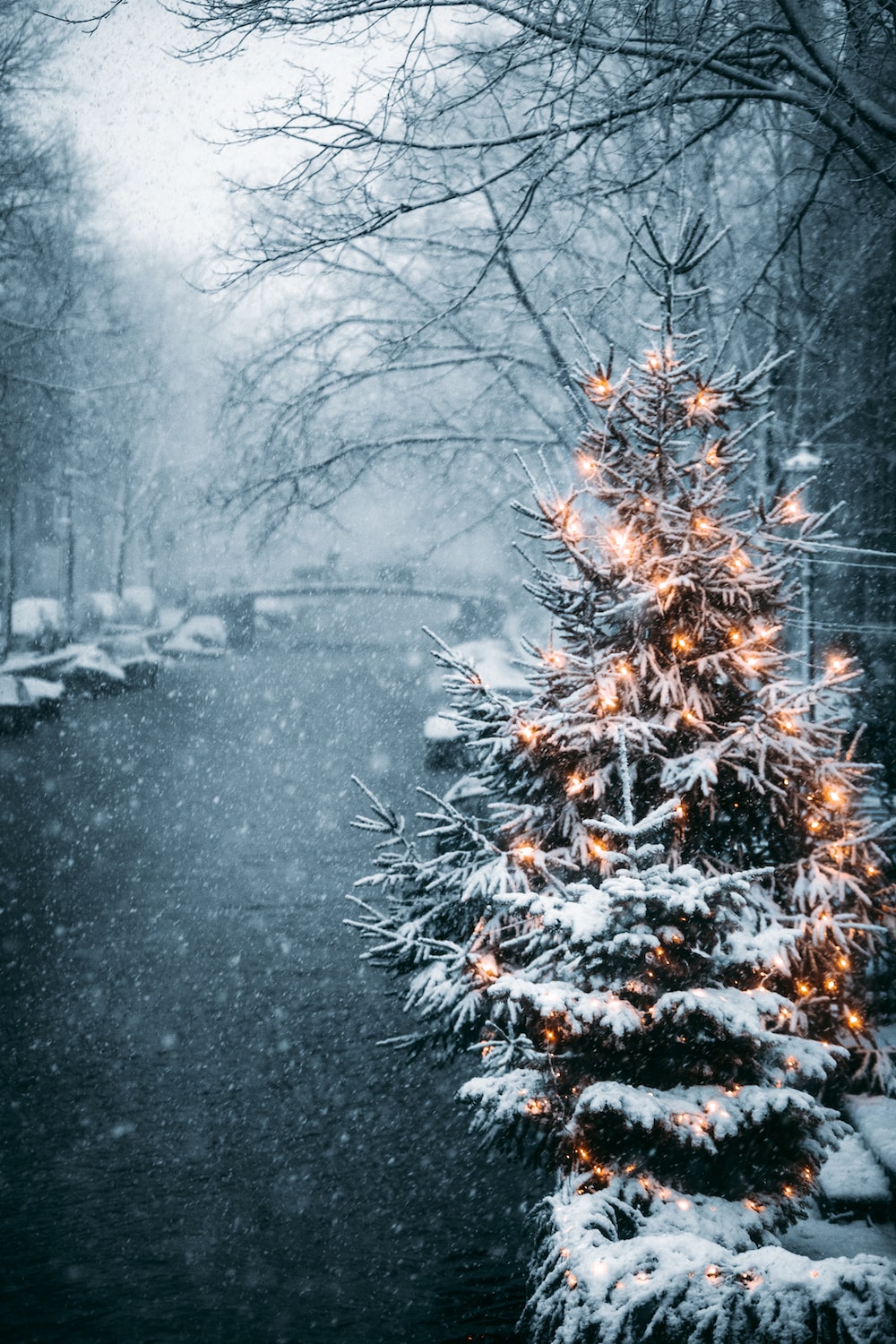 Christmas Tree Snow Picture. Download Free Image