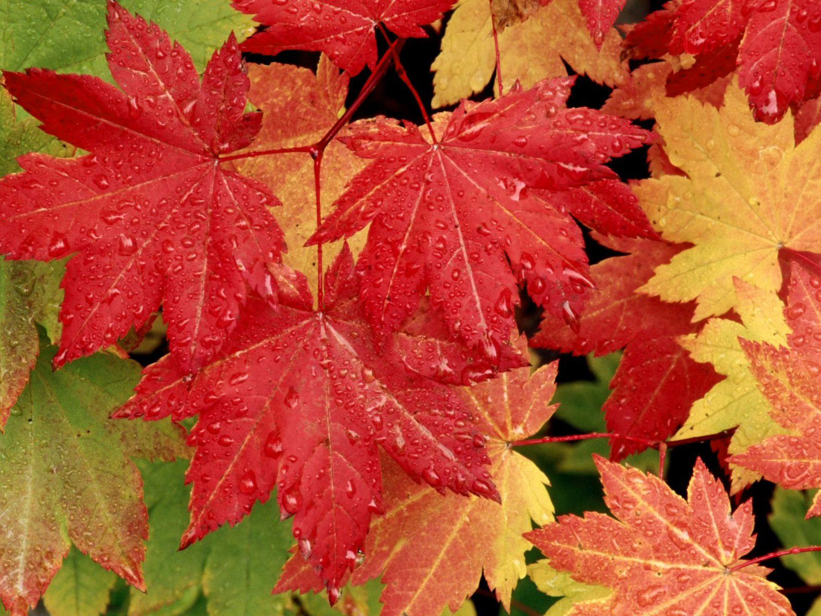 Fall Leaves Wallpaper​-Quality Free Image and Transparent PNG Clipart