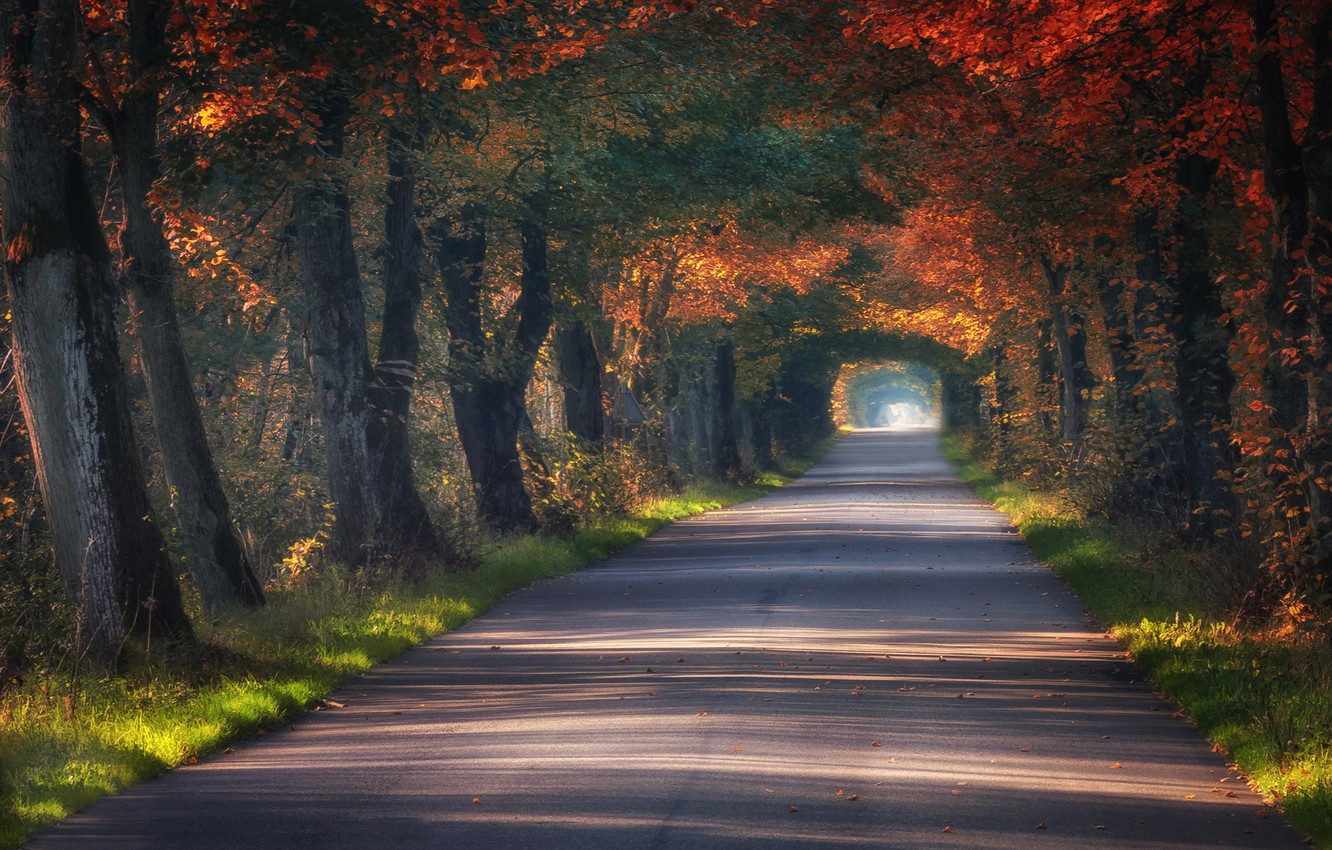 Wallpaper road, autumn, trees, the tunnel, Poland, alley image for desktop, section природа