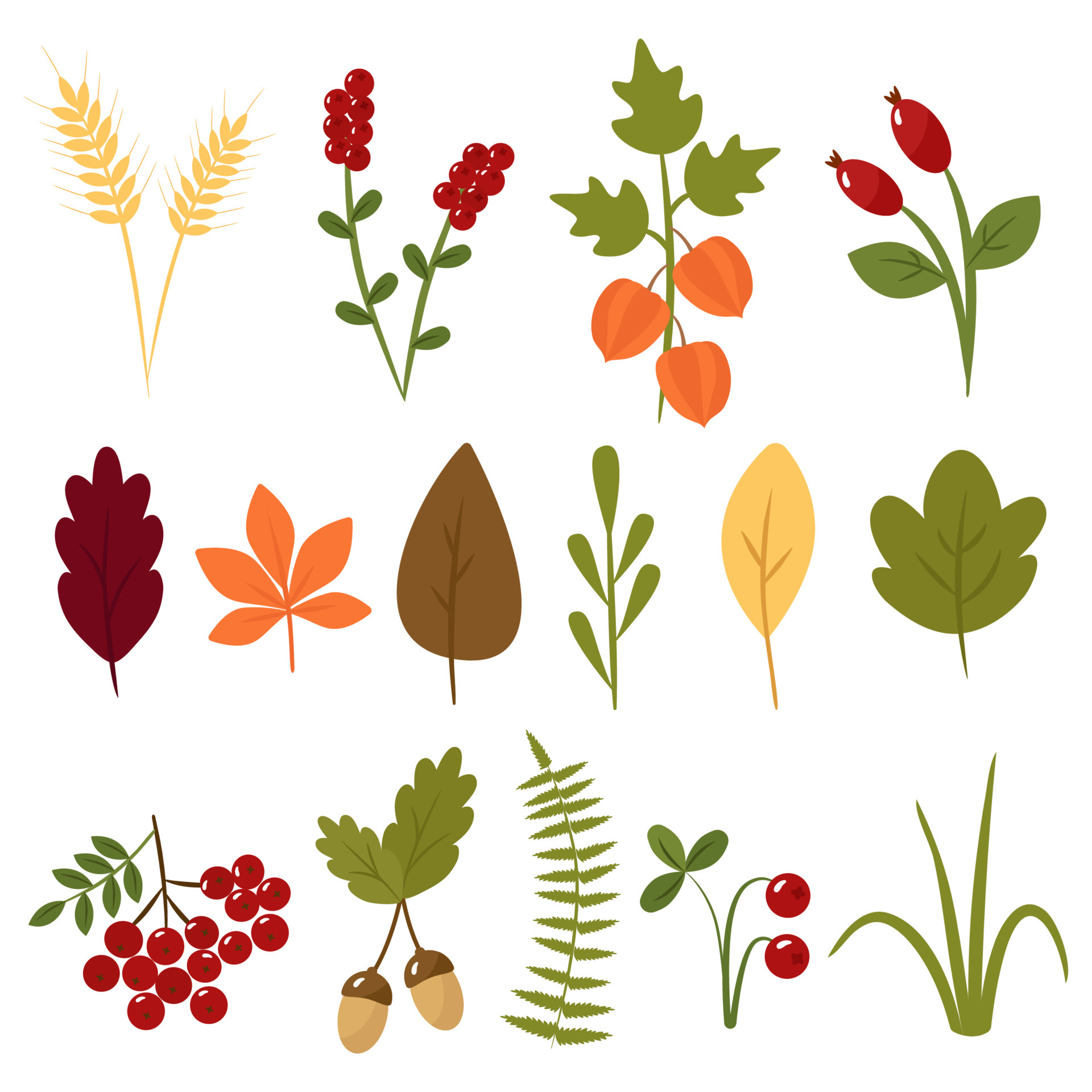 Autumn collection of leaves and berries. Cartoon picture of wheat, cranberry, physalis, maple, acorn, mountain ash. Vector illustration isolated. For design or decoration