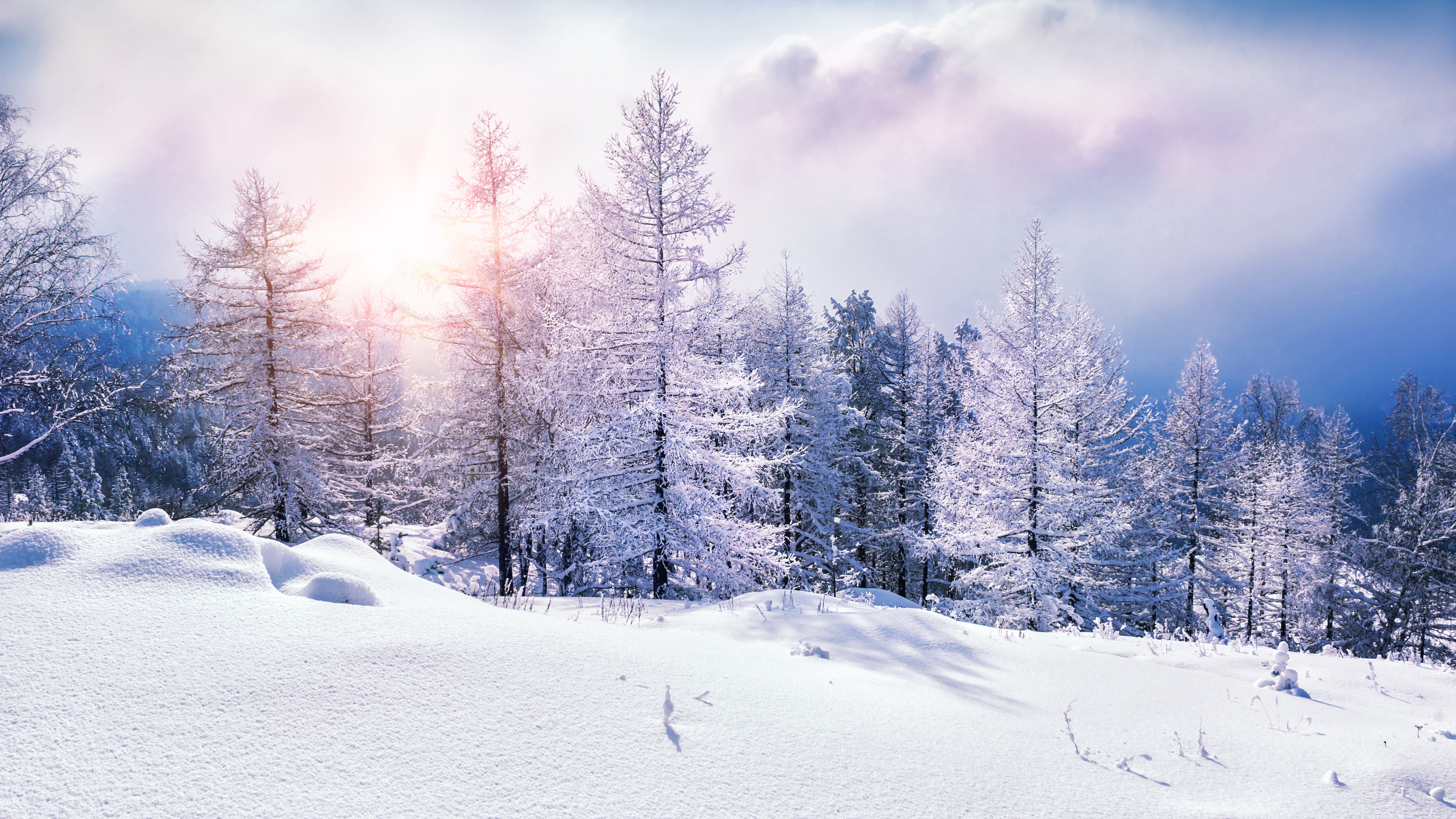 Wallpaper forest, snow, winter, clouds, 8k, Nature