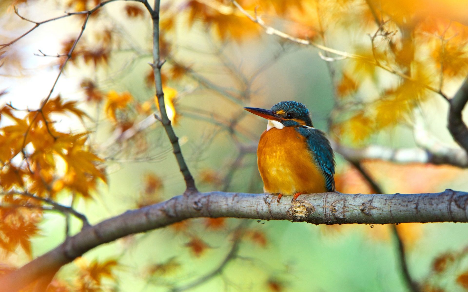 Autumn Birds Wallpaper