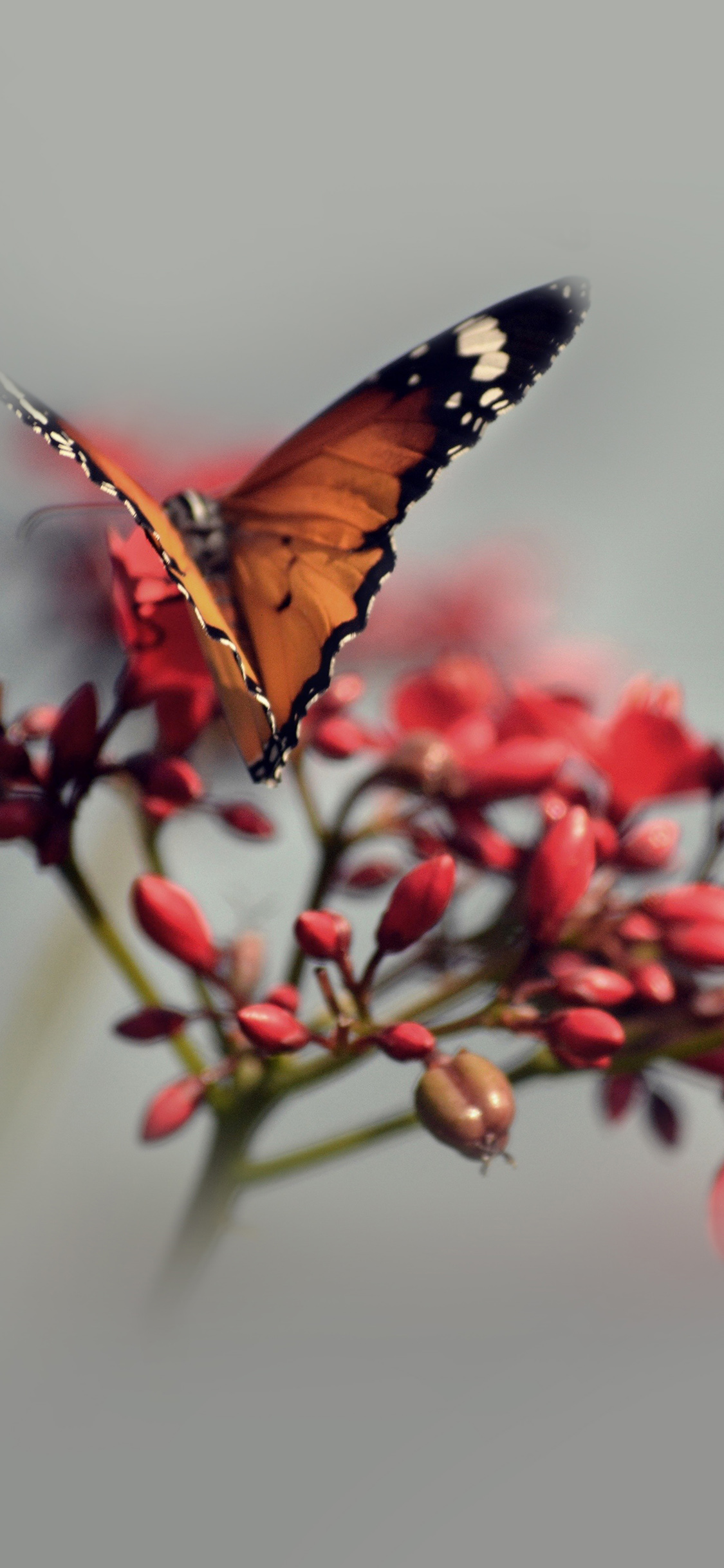 Red Butterfly iPhone Wallpapers - Wallpaper Cave