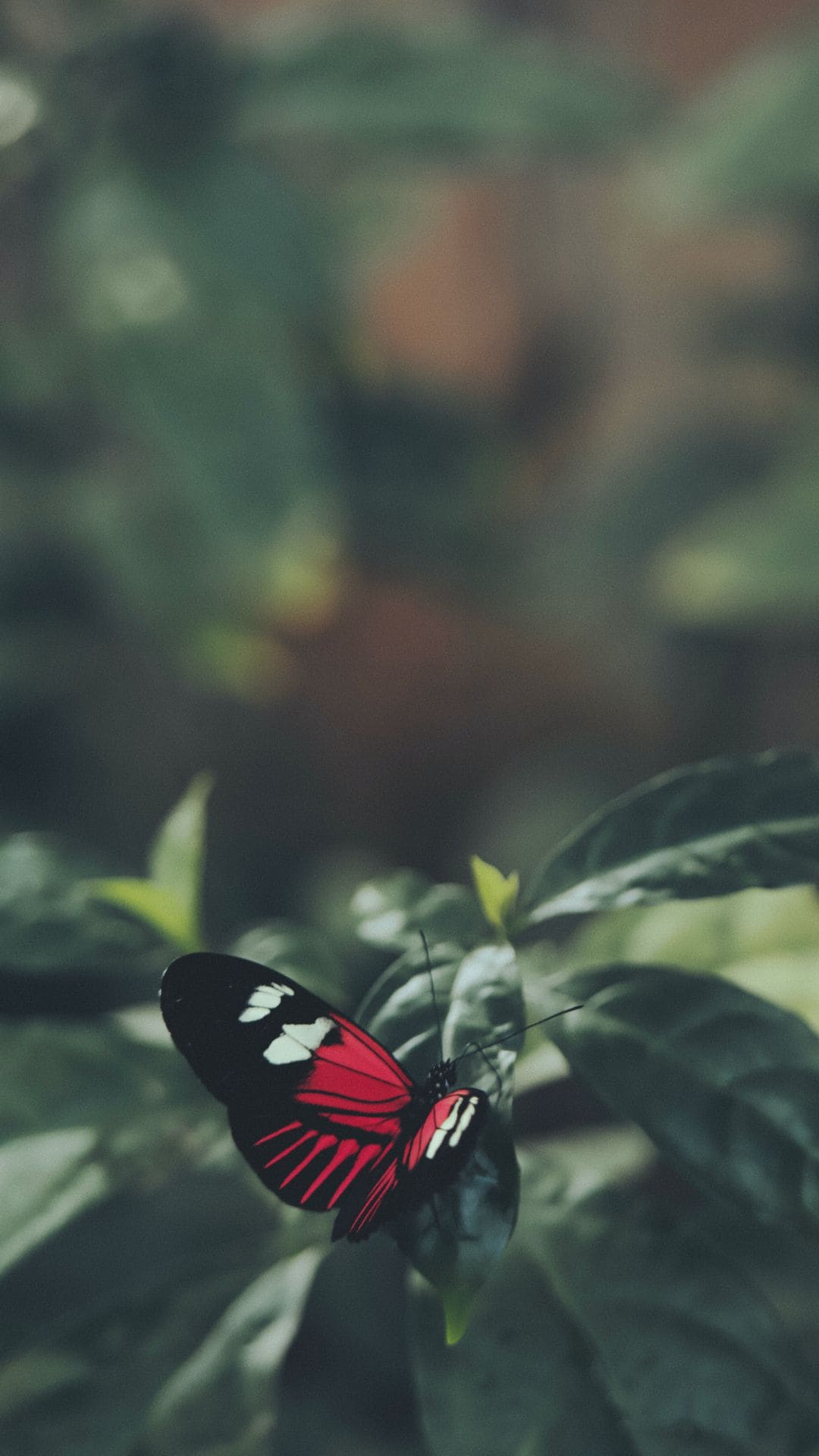 Red Butterfly iPhone Wallpapers Wallpaper Cave