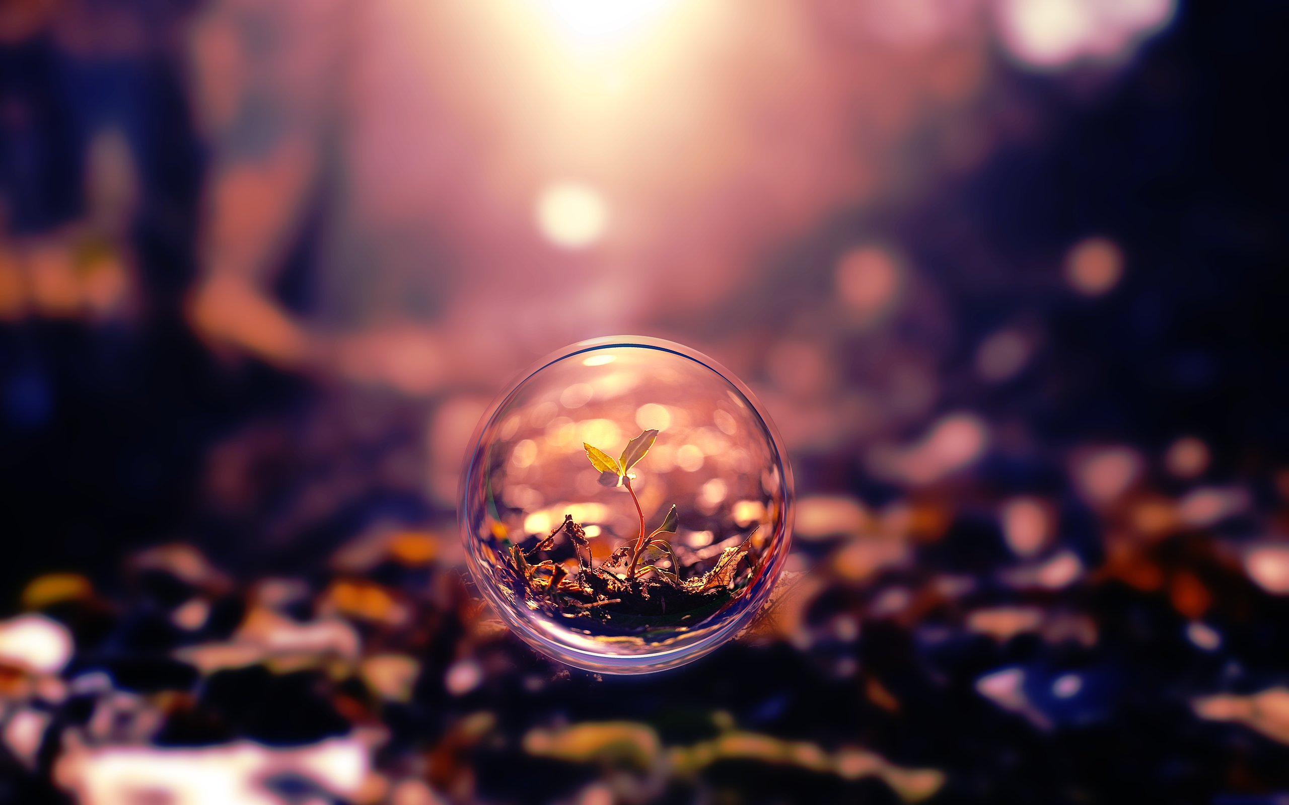 bubble, Forest, Sprout, Beauty, Beautiful Wallpaper HD / Desktop and Mobile Background
