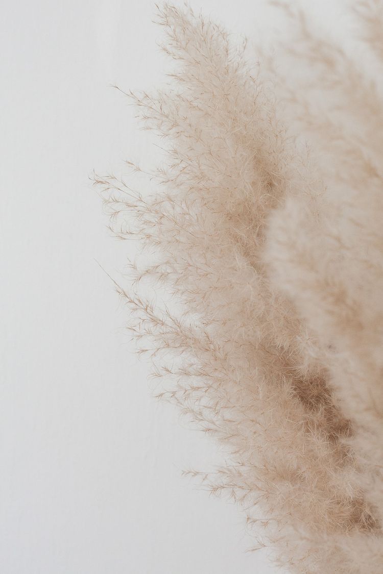 Beige iPhone Wallpaper