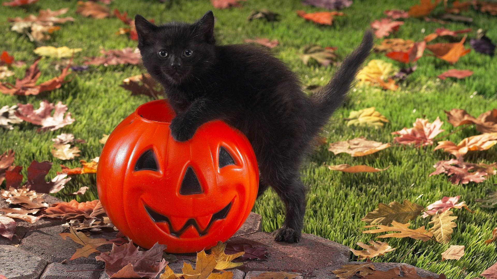 Download Cat And Pumpkin Cute Halloween Desktop Wallpaper