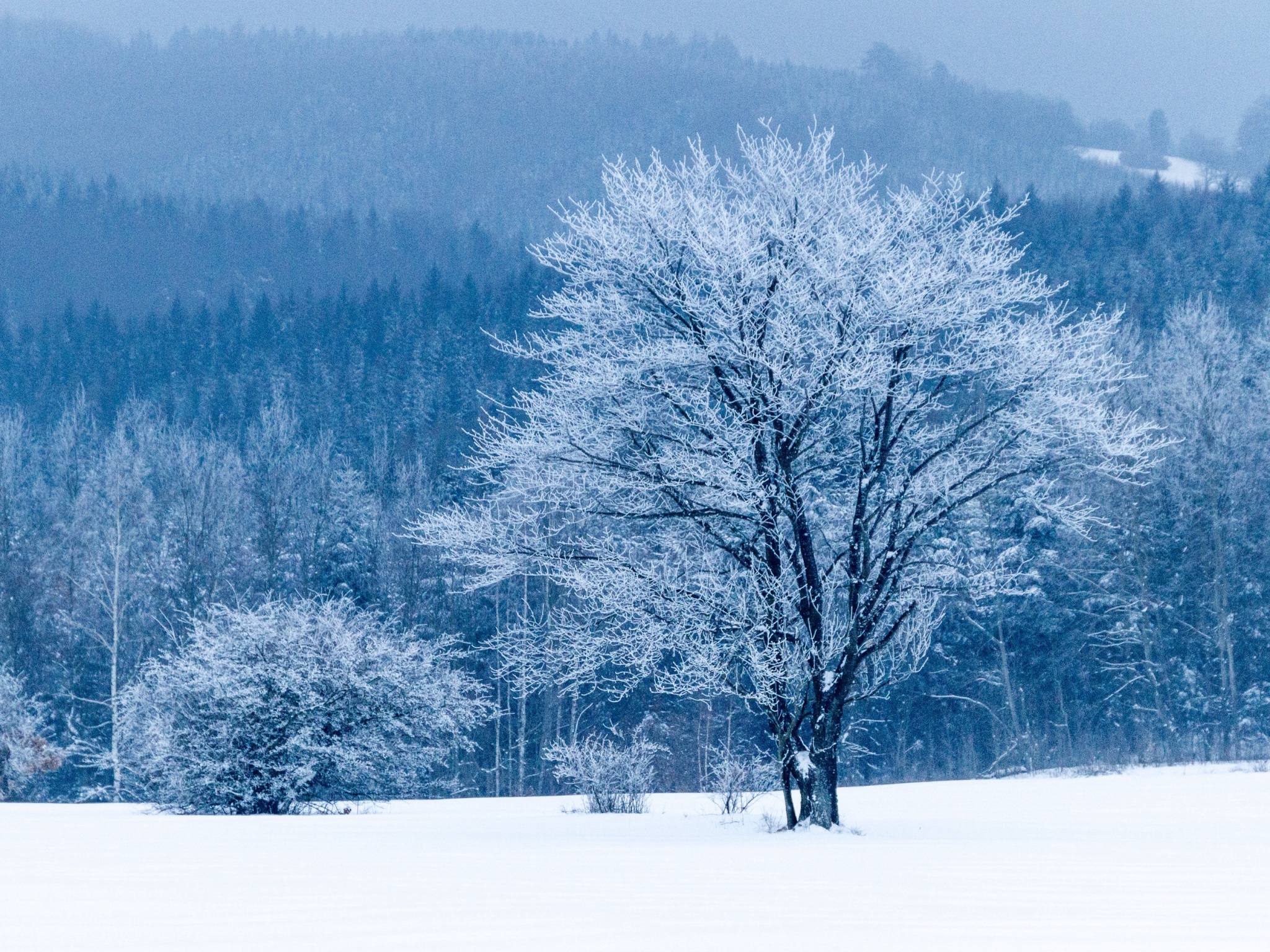 Wallpaper 4k tree, snow, winter, forest 4k Wallpaper
