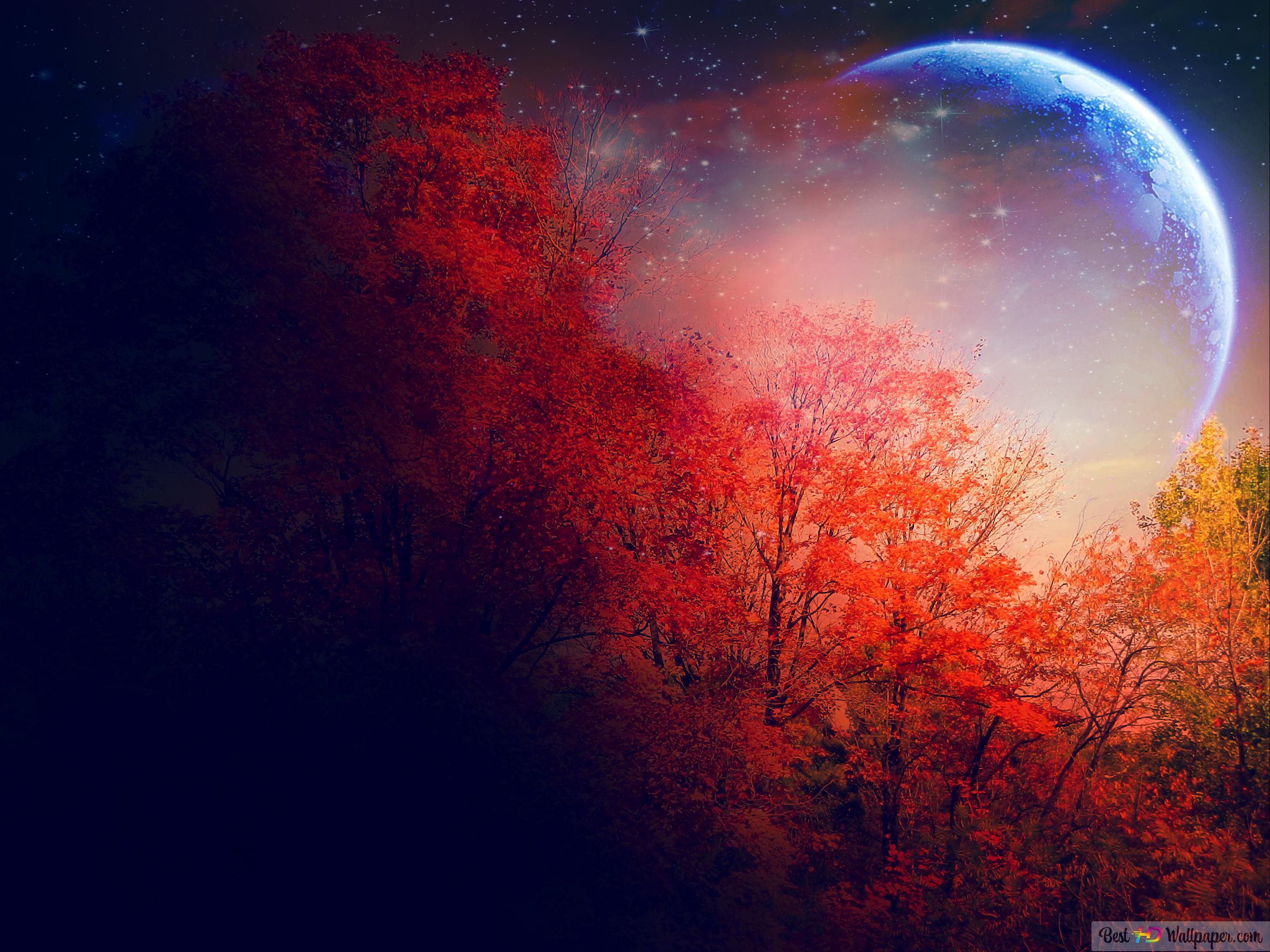 Tree Leaves In Autumn With Moonlight View Photographed In Close Up HD Wallpaper Download