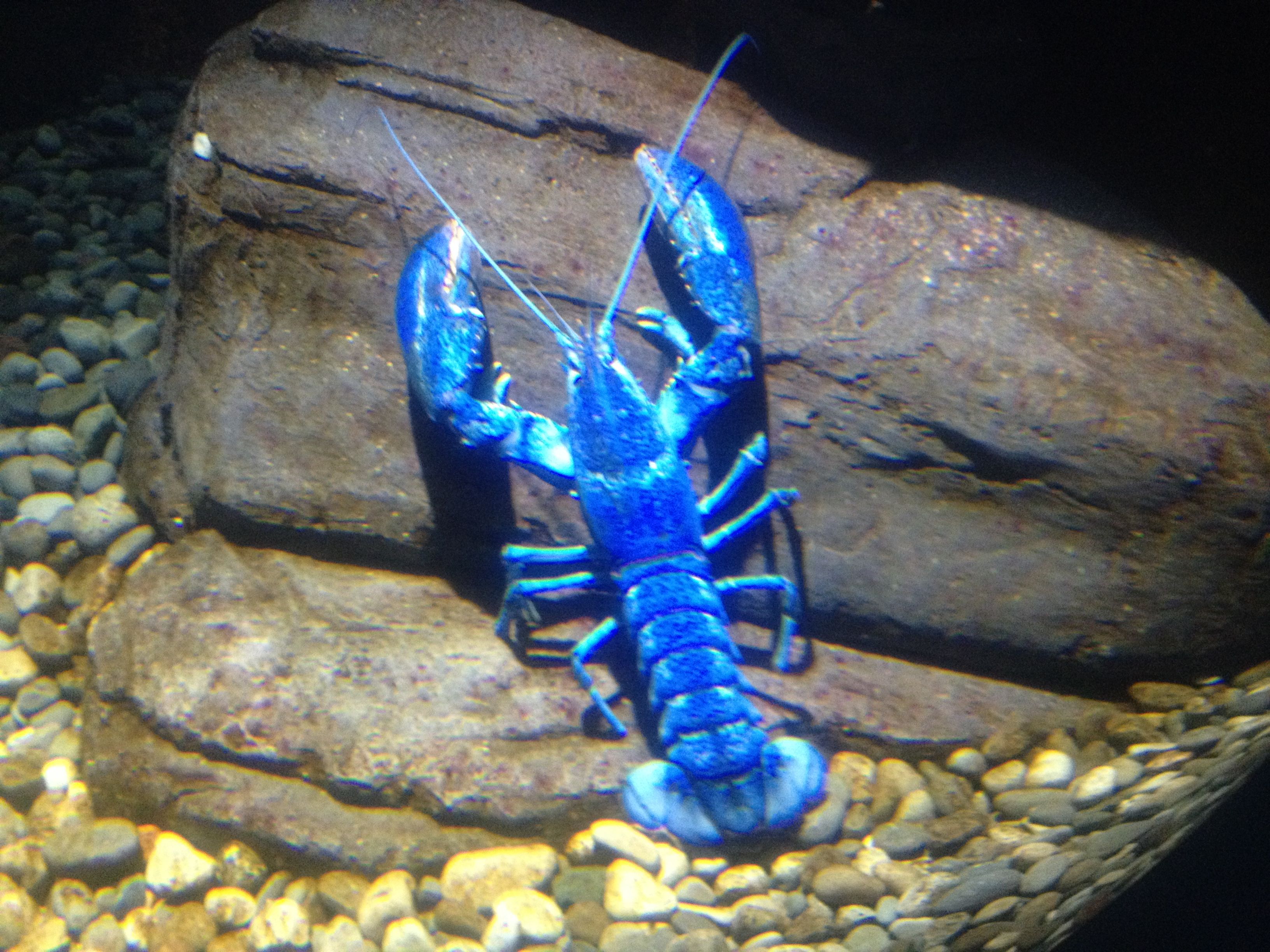 image From The City: Blue Lobster. Fishing room, Fish farmers, Lobster