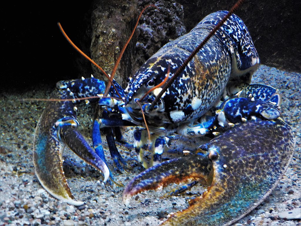Blue lobster (Homarus gammarus) in