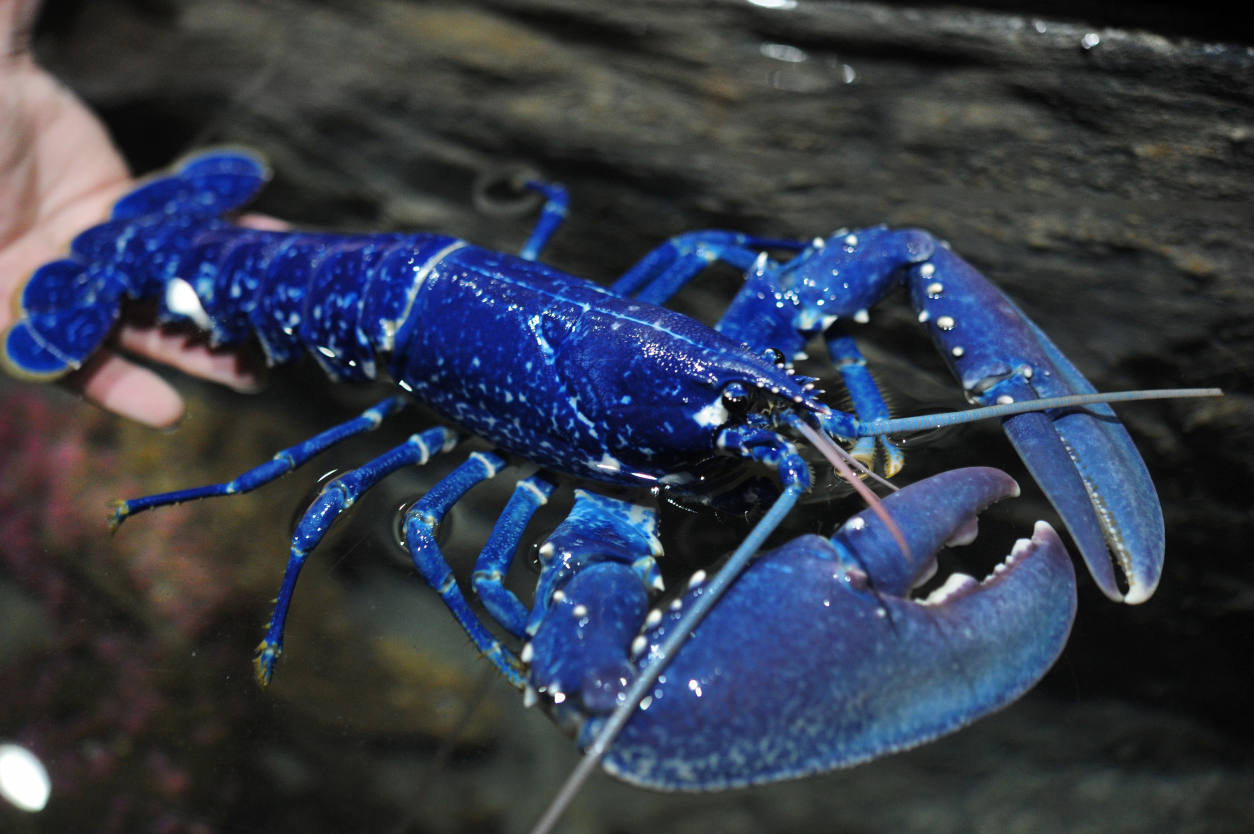 Fisherman Catches Rare Blue Lobster, Throws It Back in the Ocean