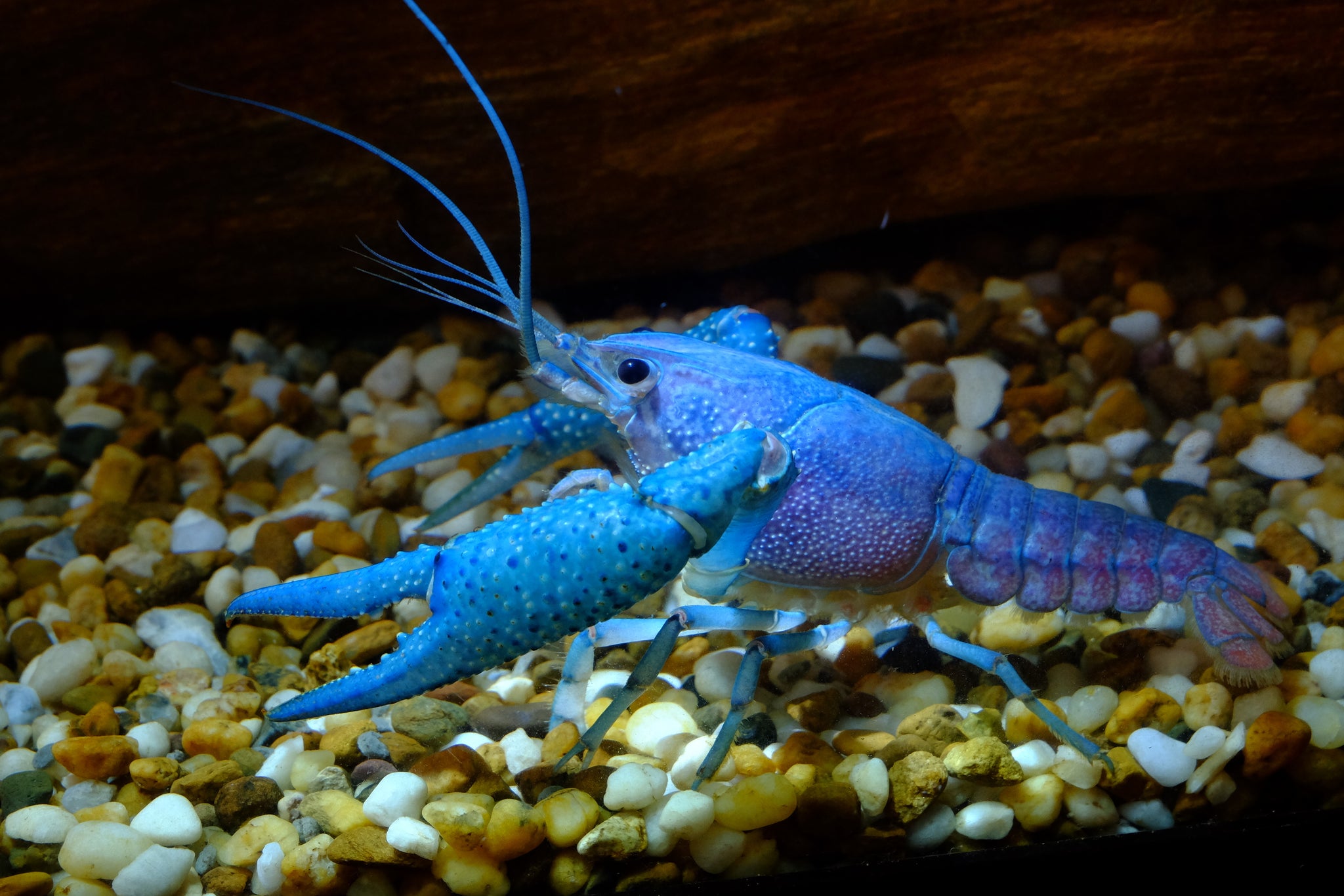 Blue Lobster One To Your Aquarium. The iFish Store