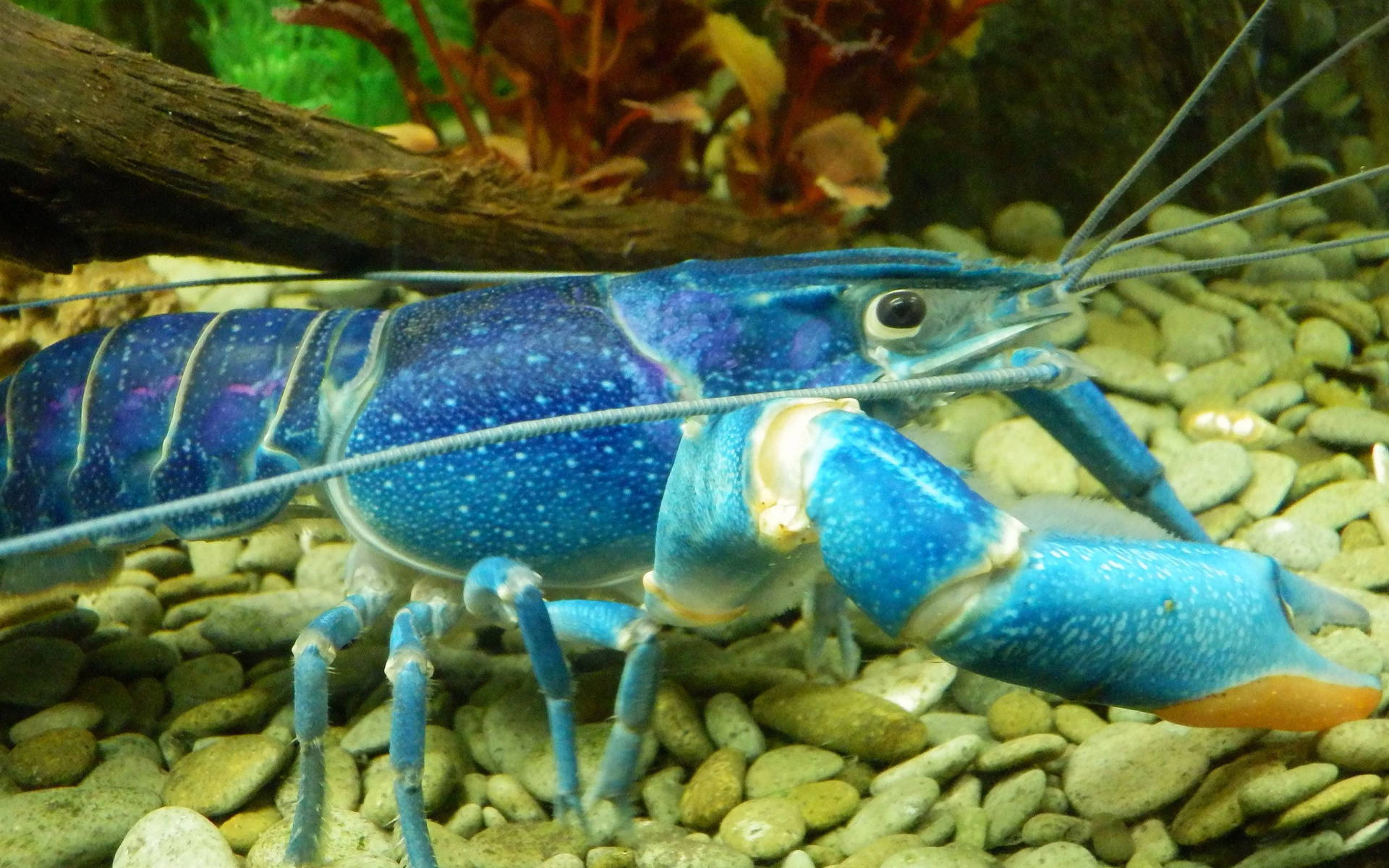 Download Rare And Unique Blue Lobster Wallpaper