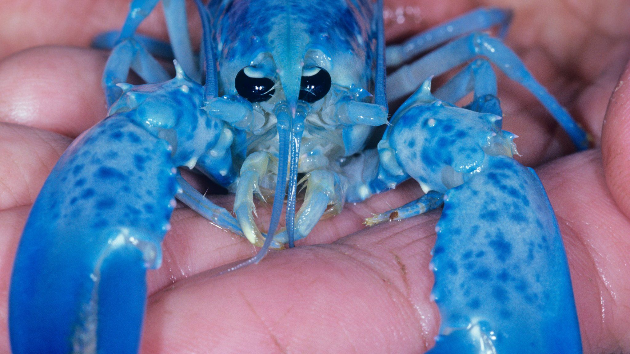 Blue Lobster Found By Jersey Fisherman In 'one In Two Million' Catch
