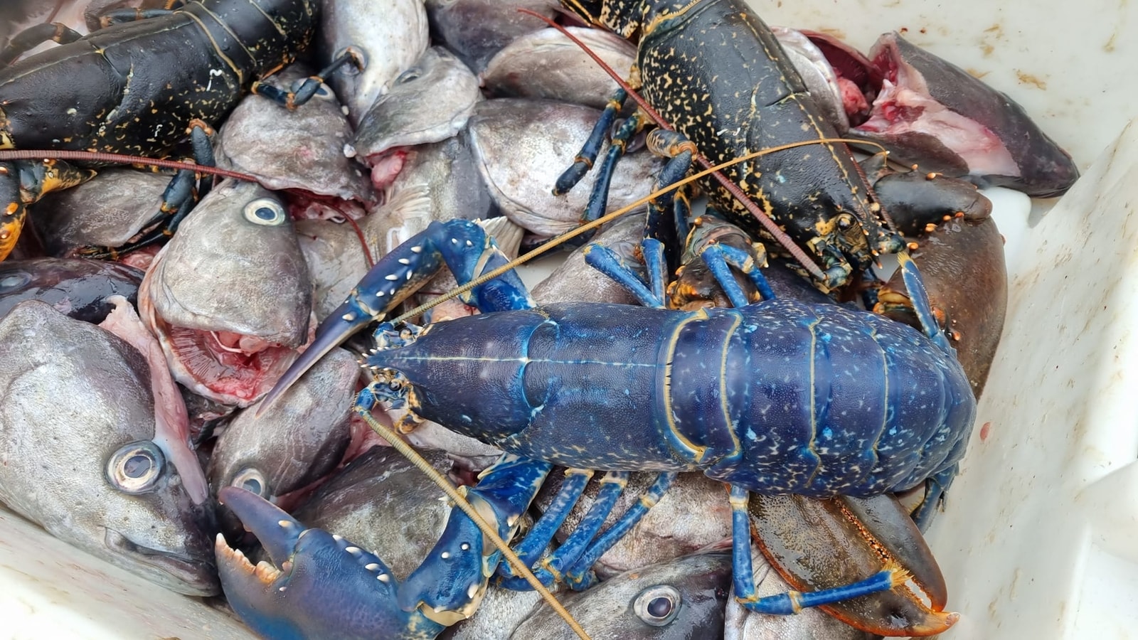 One in a million': Fisherman finds blue lobster, shares pics. Image go viral