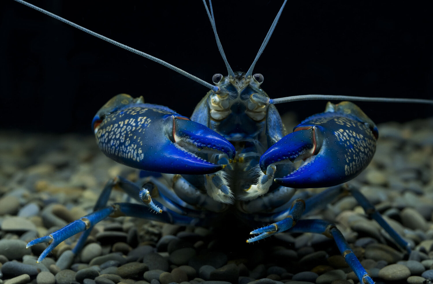 Blue Lobster Wallpapers - Wallpaper Cave