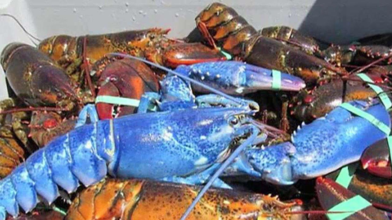 Rare haul: Blue lobster caught in Massachusetts