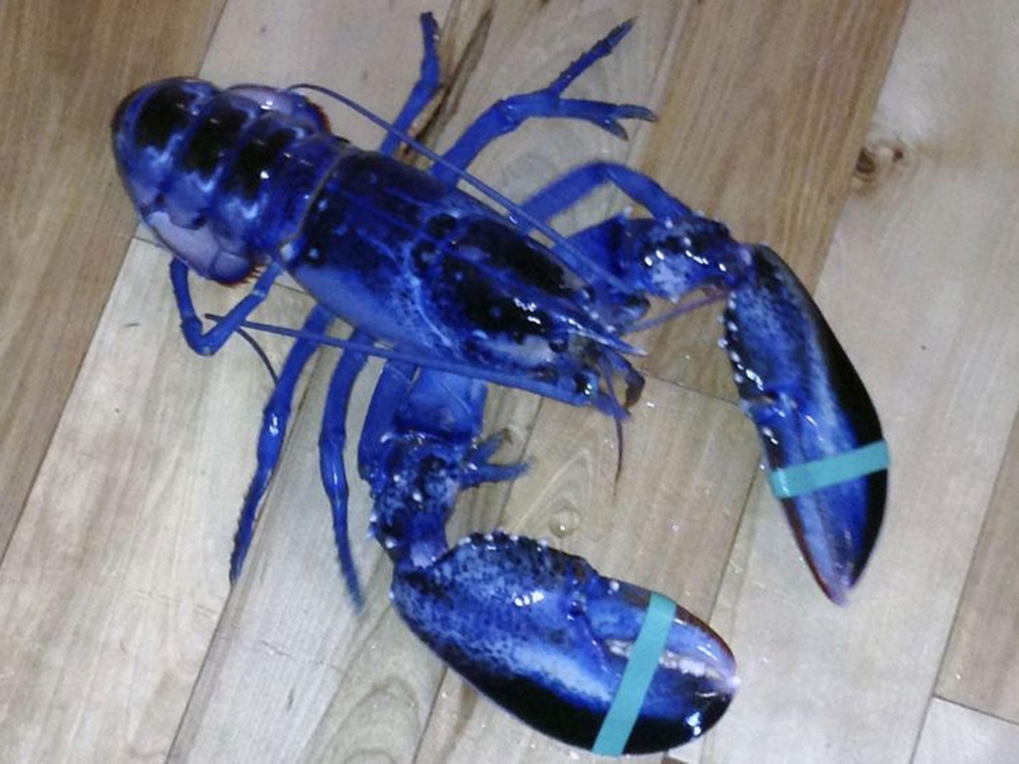 The Independent rare blue lobster has been found in the US state of Maine