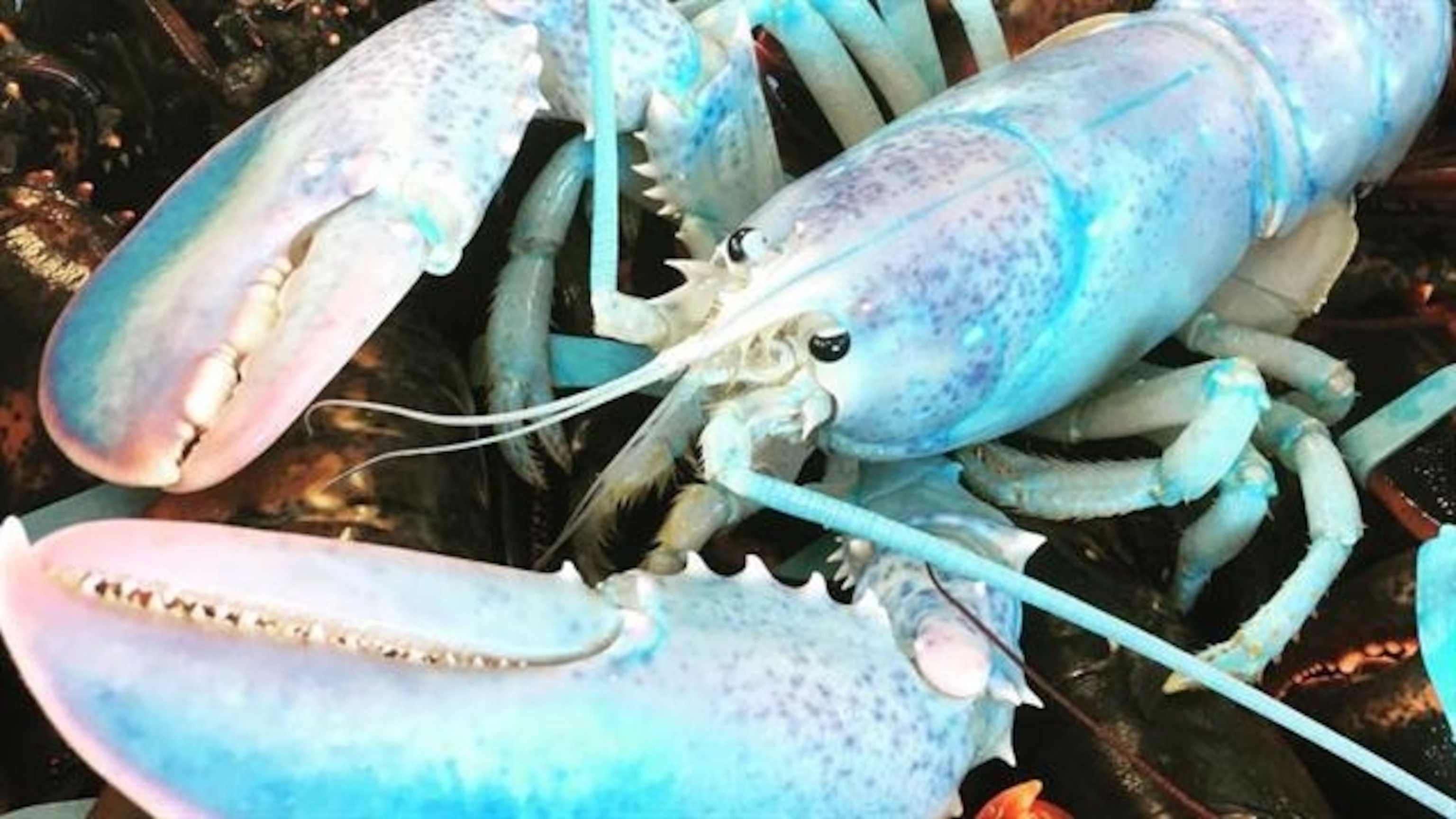 Why This Rare Lobster Is Colored Like Blue Cotton Candy