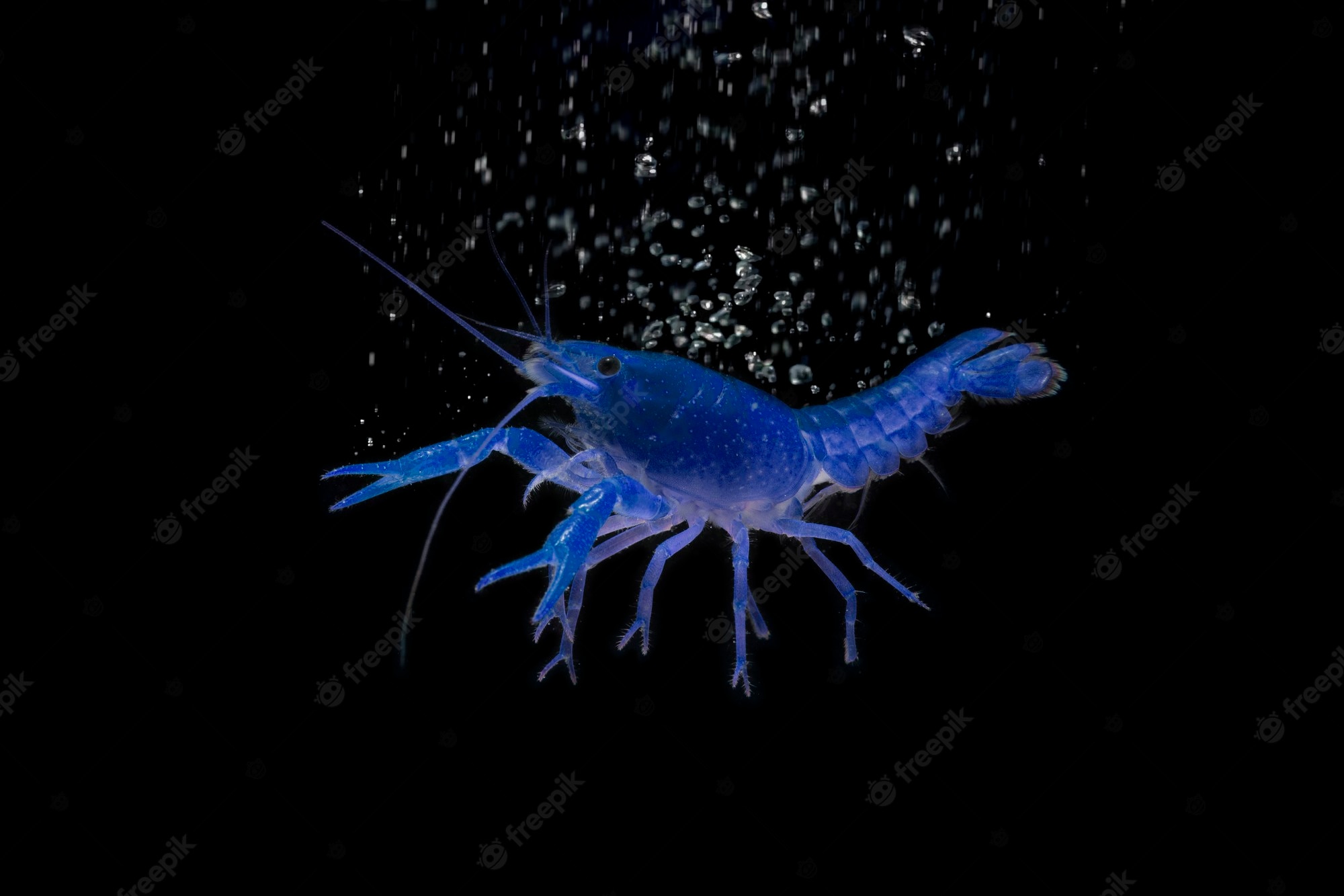 Premium Photo. Blue lobster shrimp isolated on black background