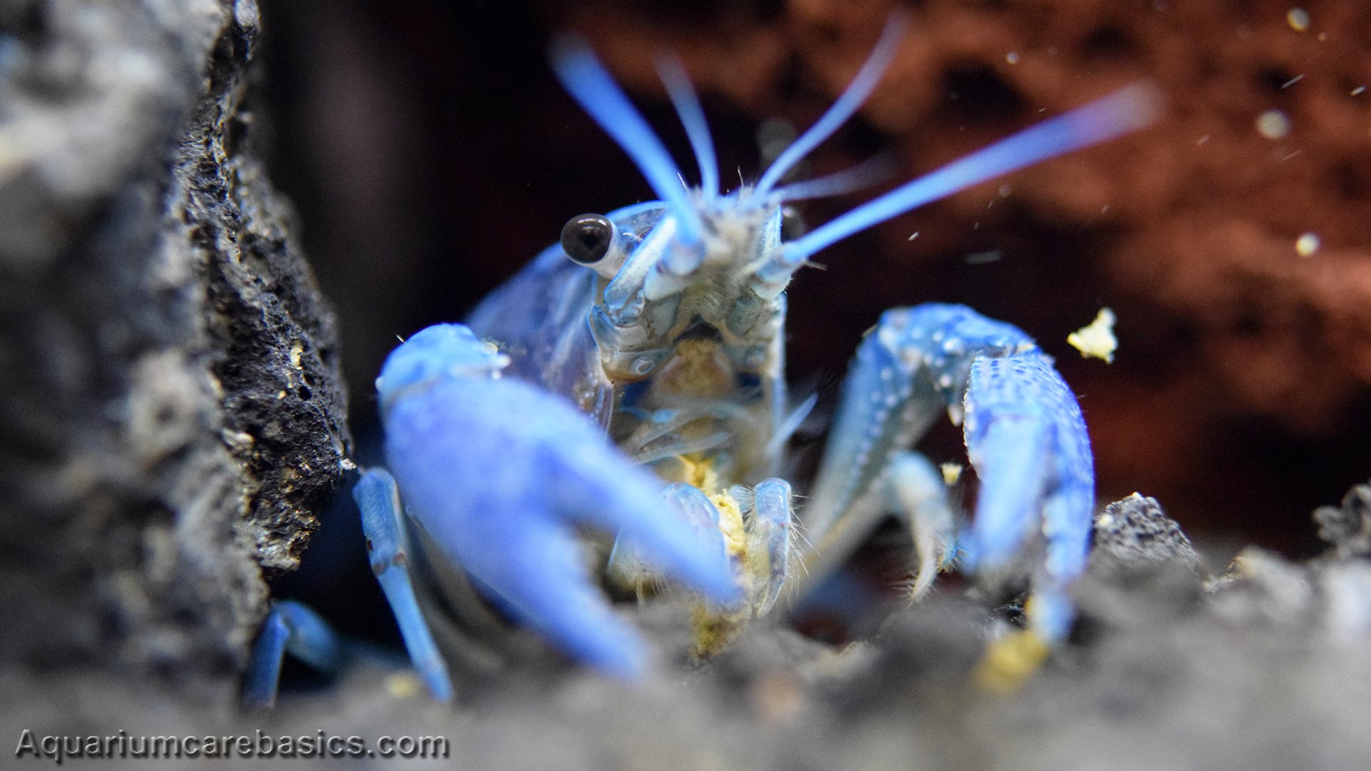 Hammers Cobalt Blue Lobster: Care, Size, Color, Food & Diet