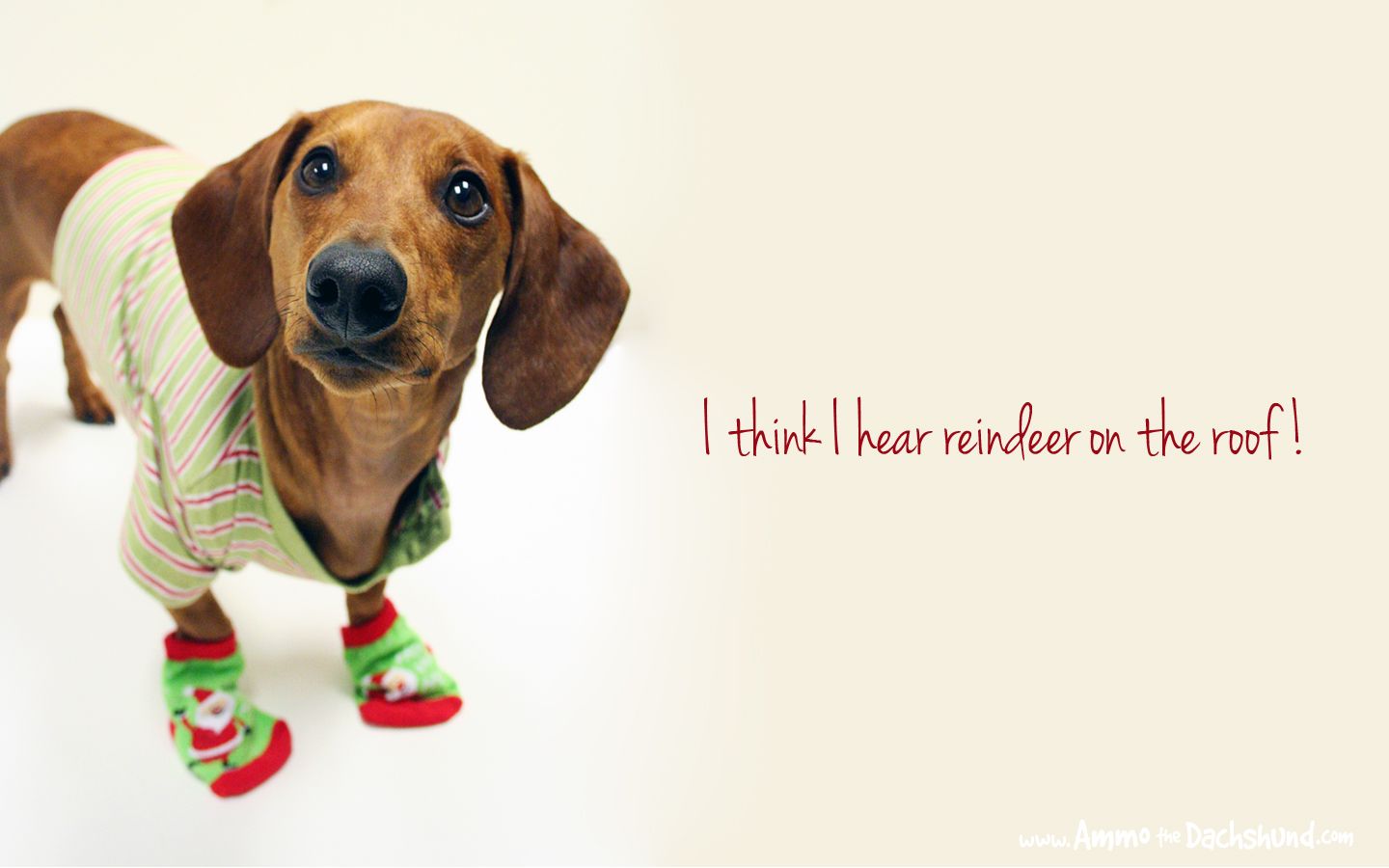 Dachshund Christmas Wallpaper
