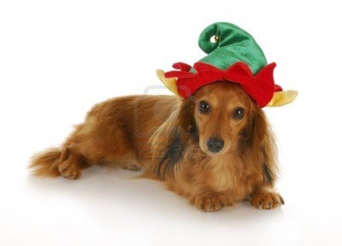 Dachshund Christmas Wallpaper
