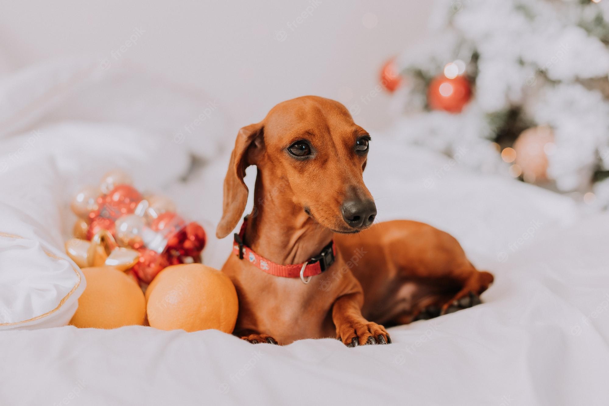 Dachshund christmas Image. Free Vectors, & PSD