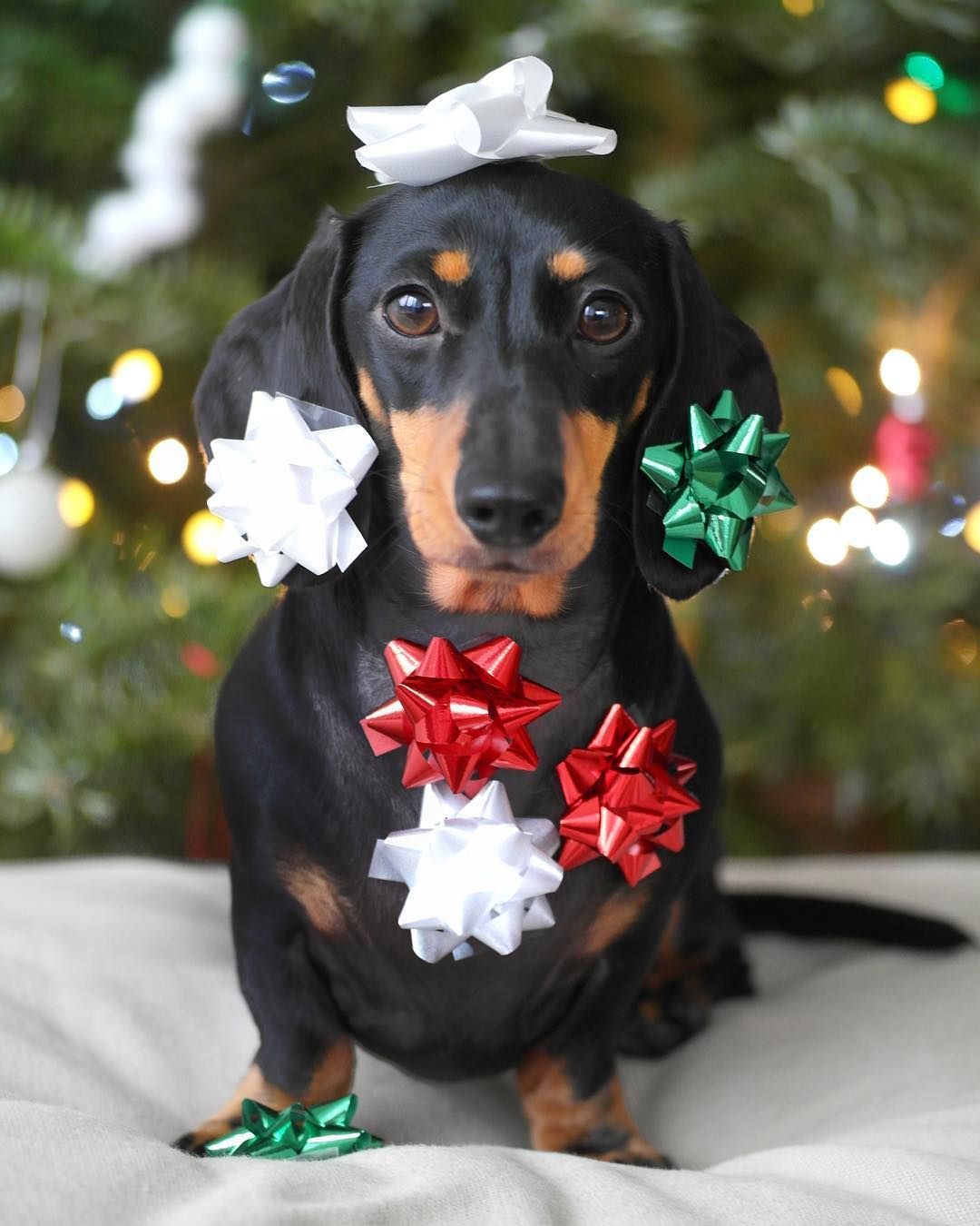 Christmas Gifts And Decorations For Dachshund Owners Central. Dog Christmas Photo, Christmas Dog Photography, Dachshund Christmas